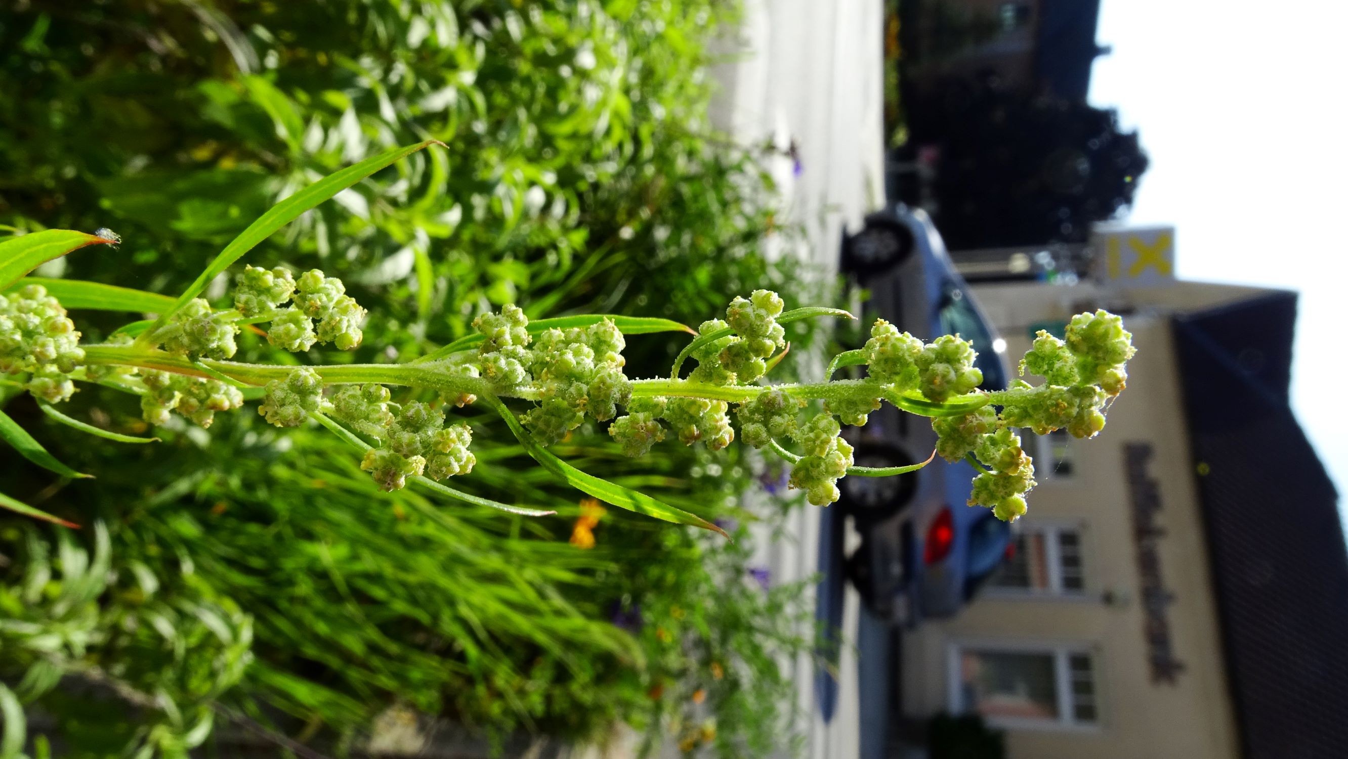 DSC06867 prell-mitte chenopodium pratericola.JPG