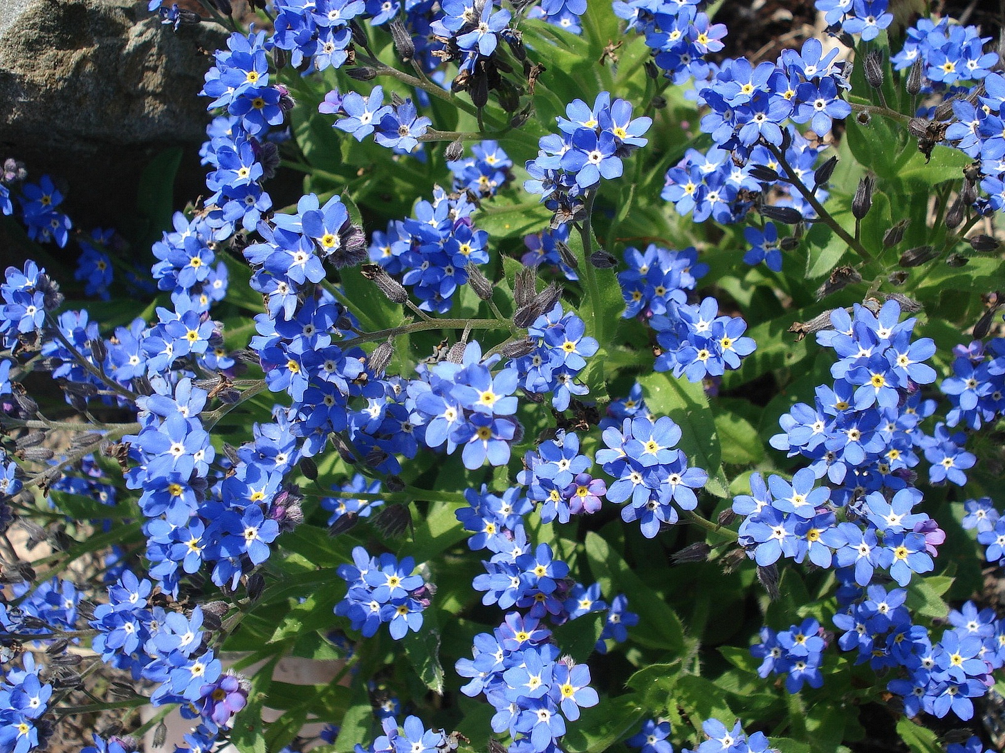 Myosotis.sylvatica.jpg