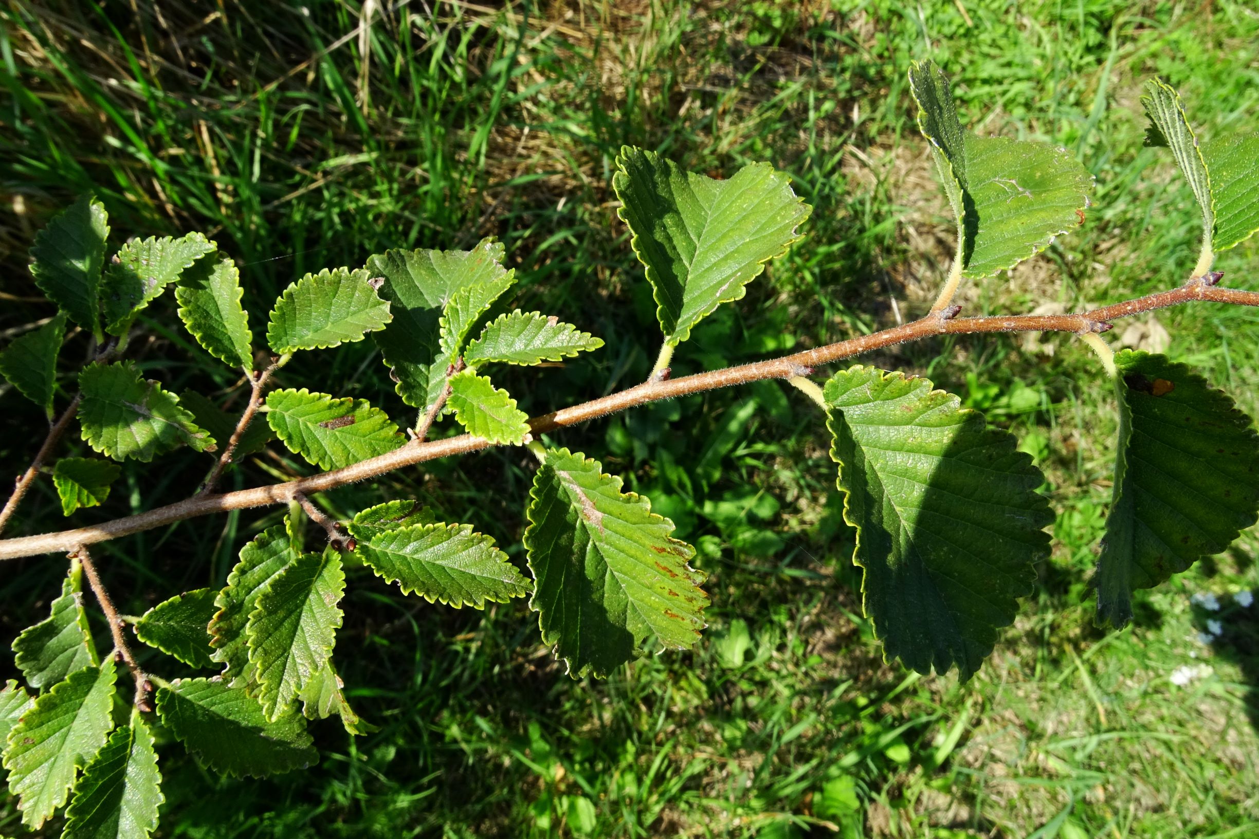 DSC07024 prell-mitte ulmus minor.JPG
