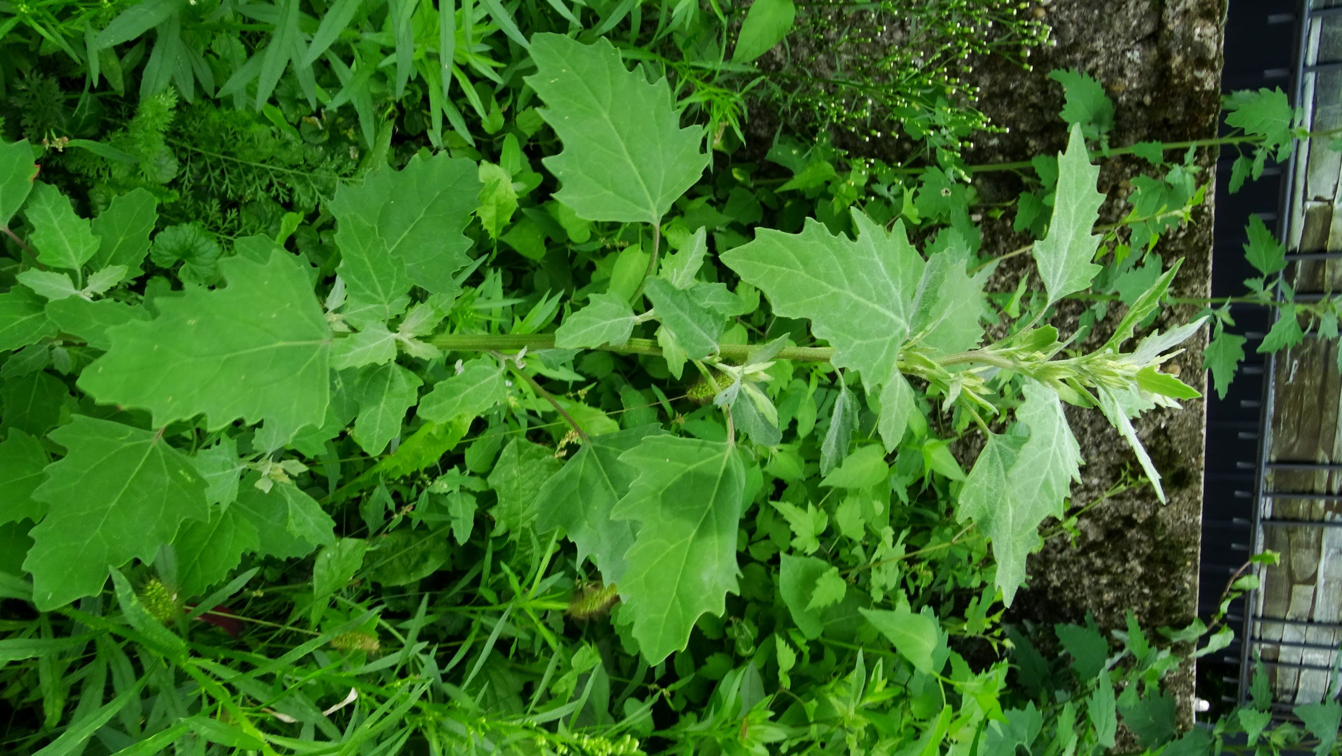 DSC02638 prell-NW chenopodium.JPG