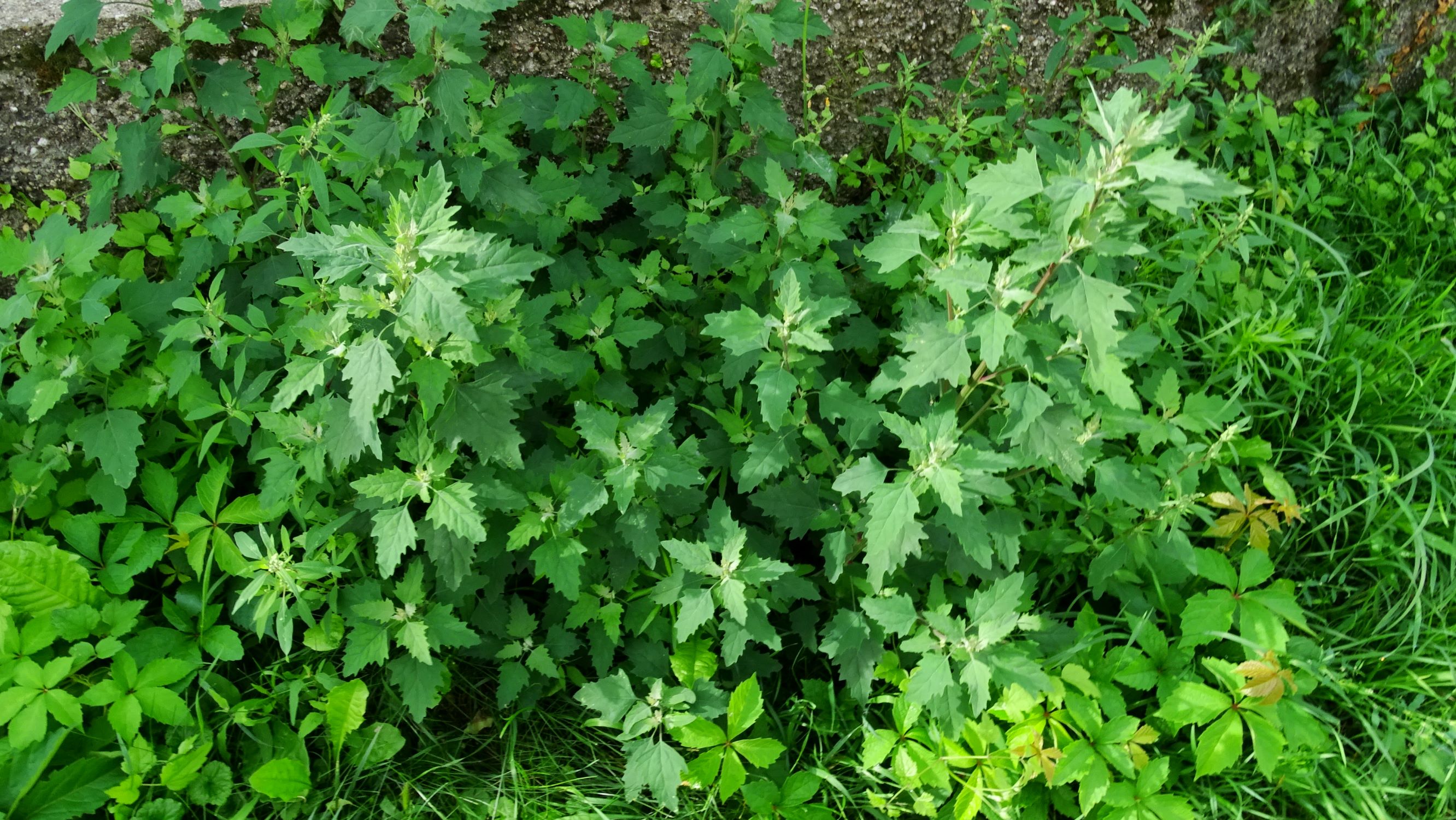 DSC02640 prell-NW chenopodium sp. + cf. strictum.JPG