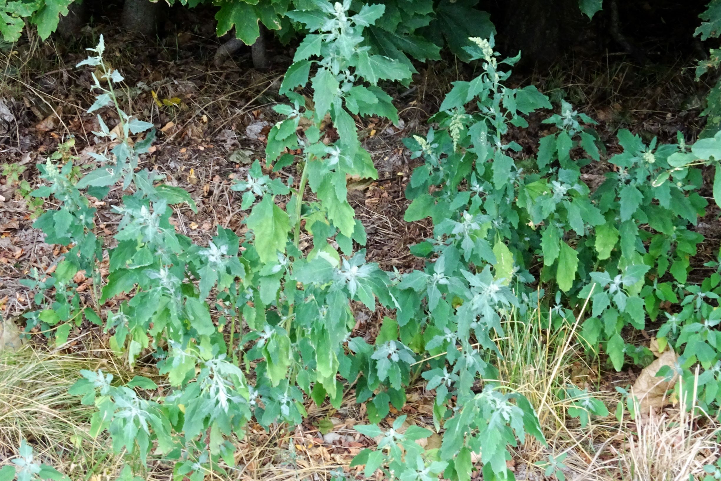 DSC03241 prell-WNW chenopodium sp., atriplex sp..JPG