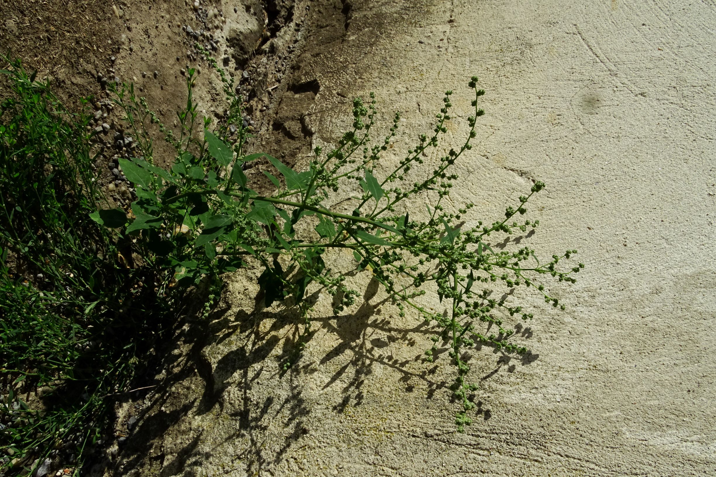 DSC03713 prell-NO chenopodium album subsp. pedunculare.JPG