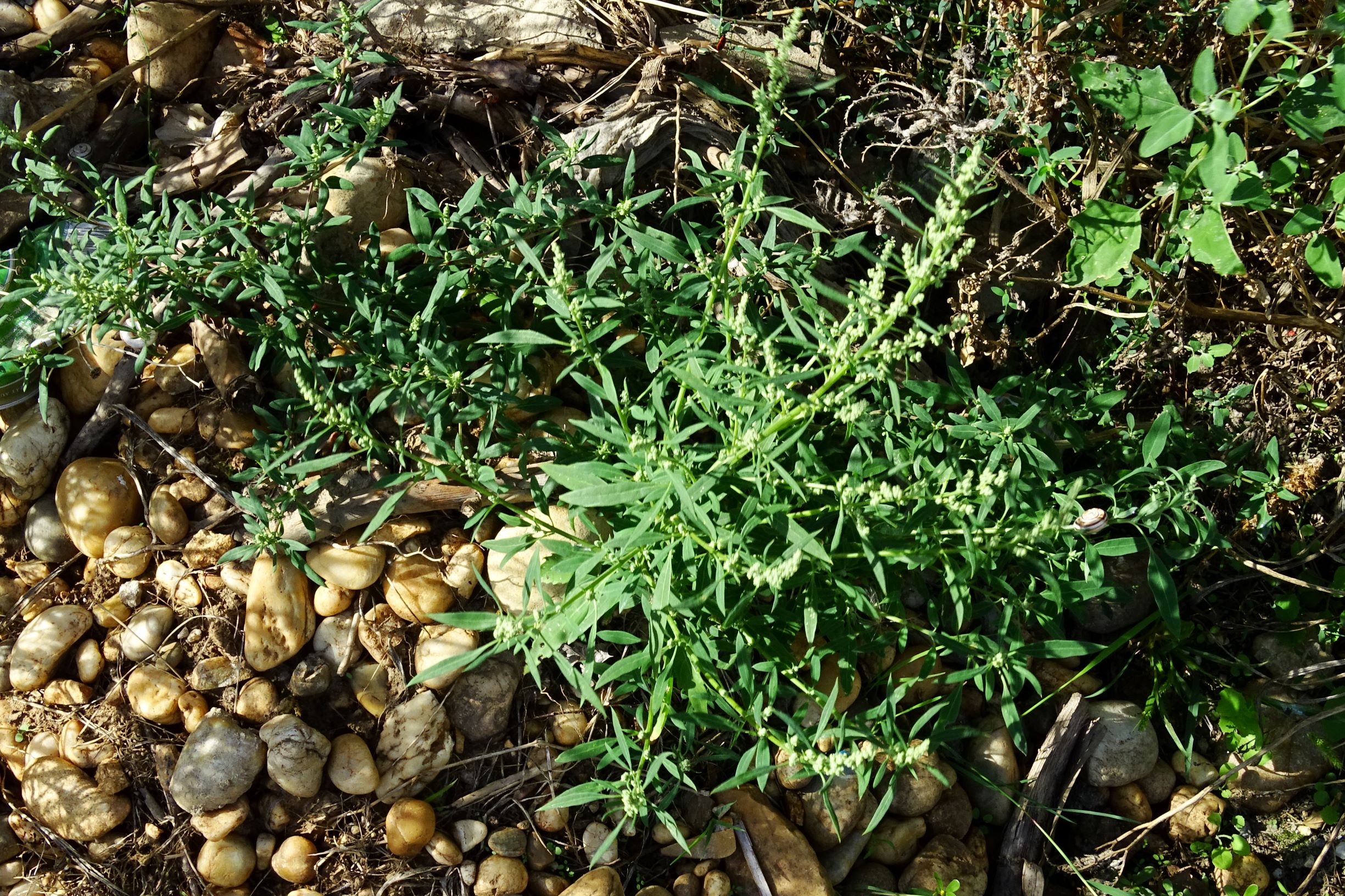 DSC04410 prell-mitte-OSO chenopodium.JPG