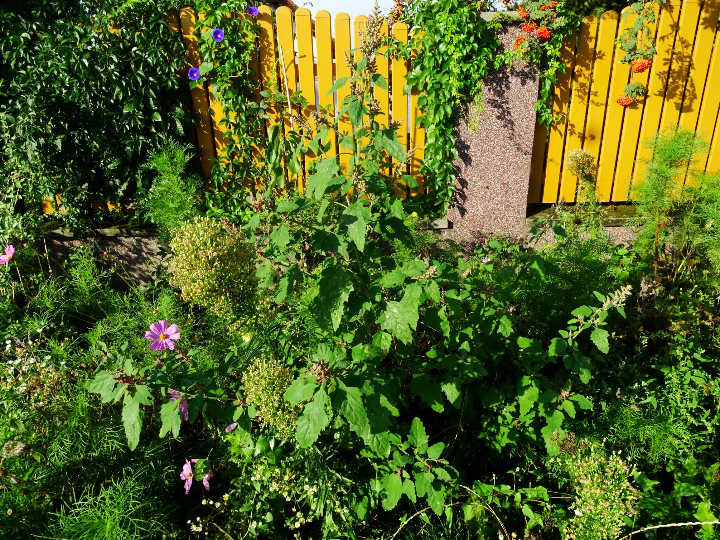 DSC05177 prell-SO chenopodium giganteum etc.JPG