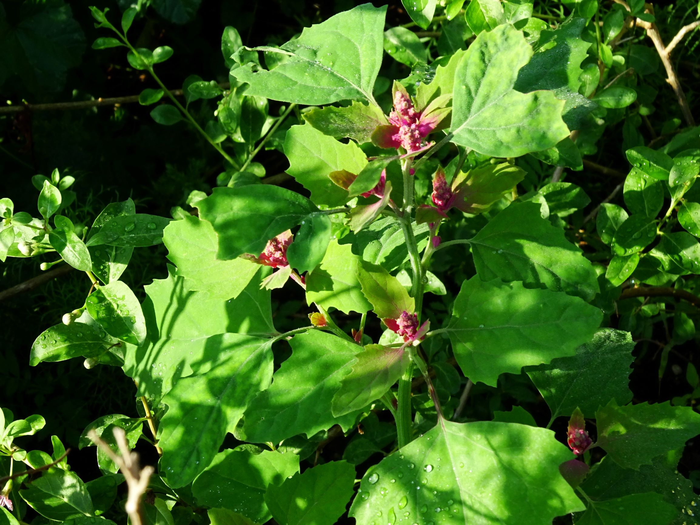 DSC05178 prell-SO chenopodium giganteum.JPG