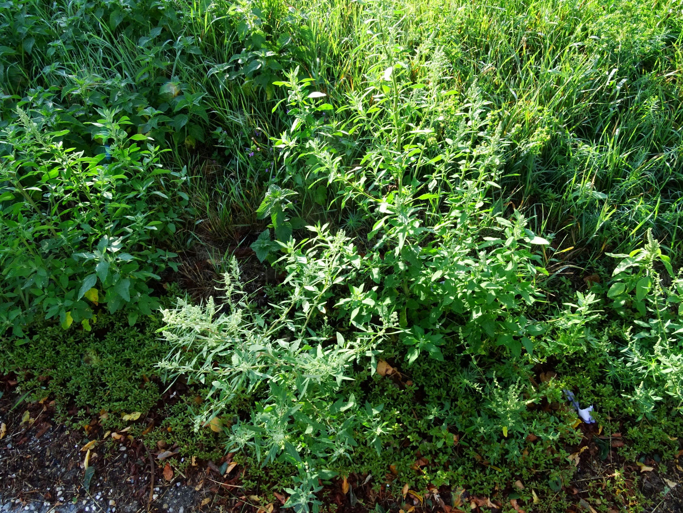 DSC05240 prell-SO chenopodium.JPG