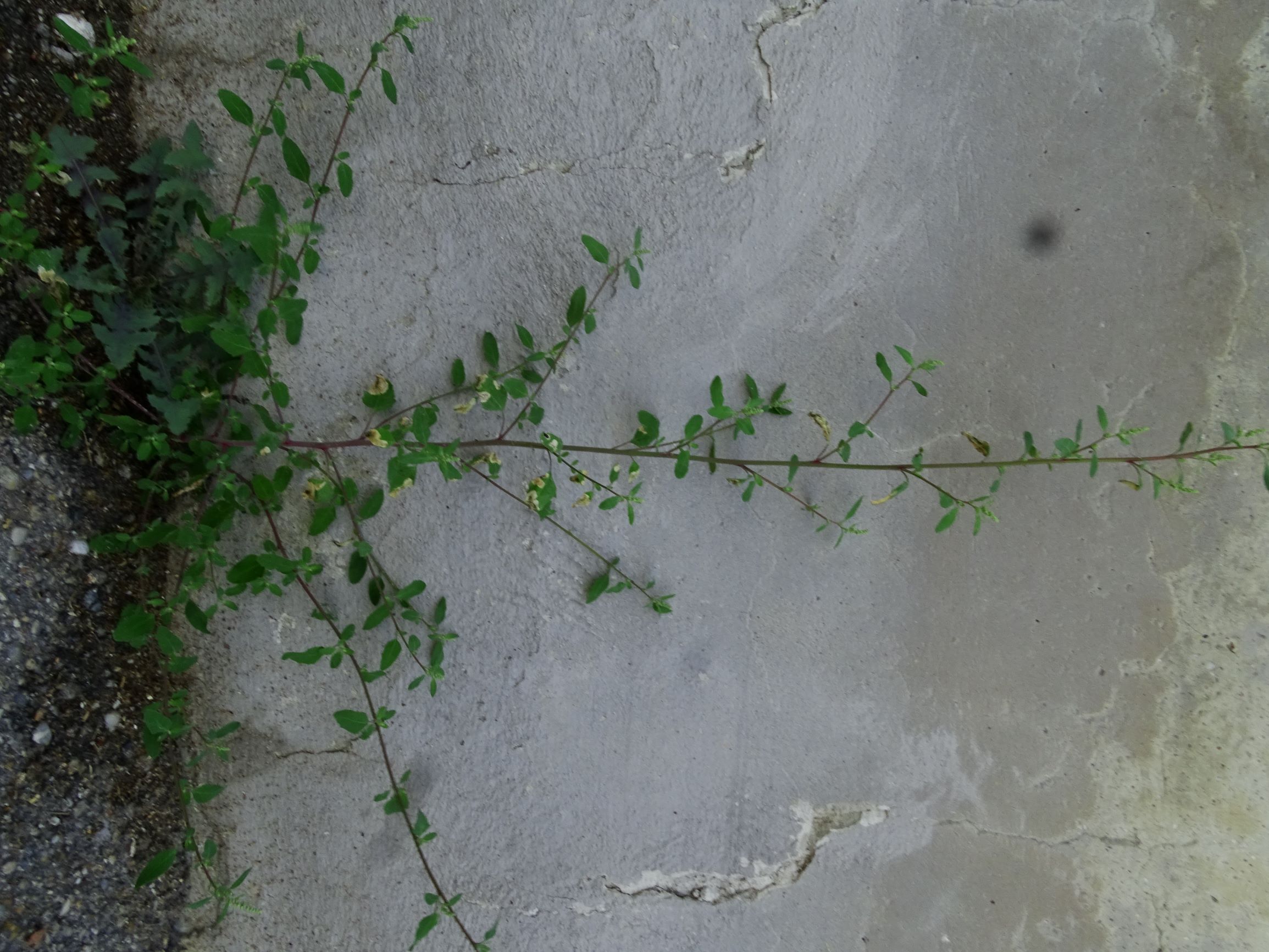 DSC05285 prell-mitte chenopodium strictum.JPG