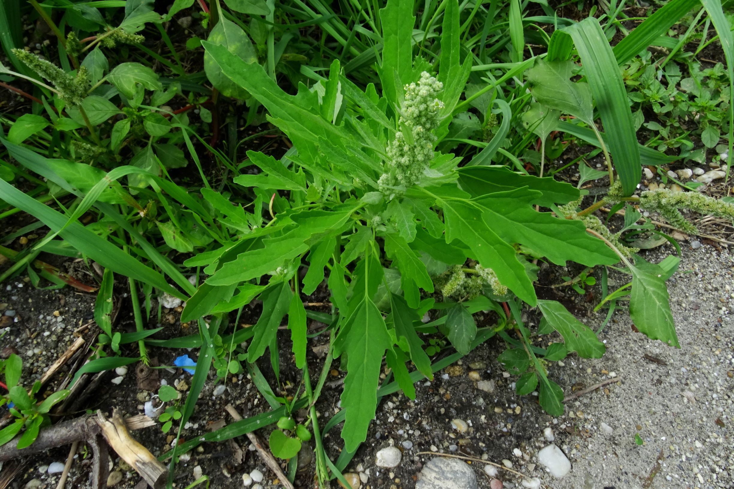 DSC05901 prell-SO chenopodium ficifolium.JPG