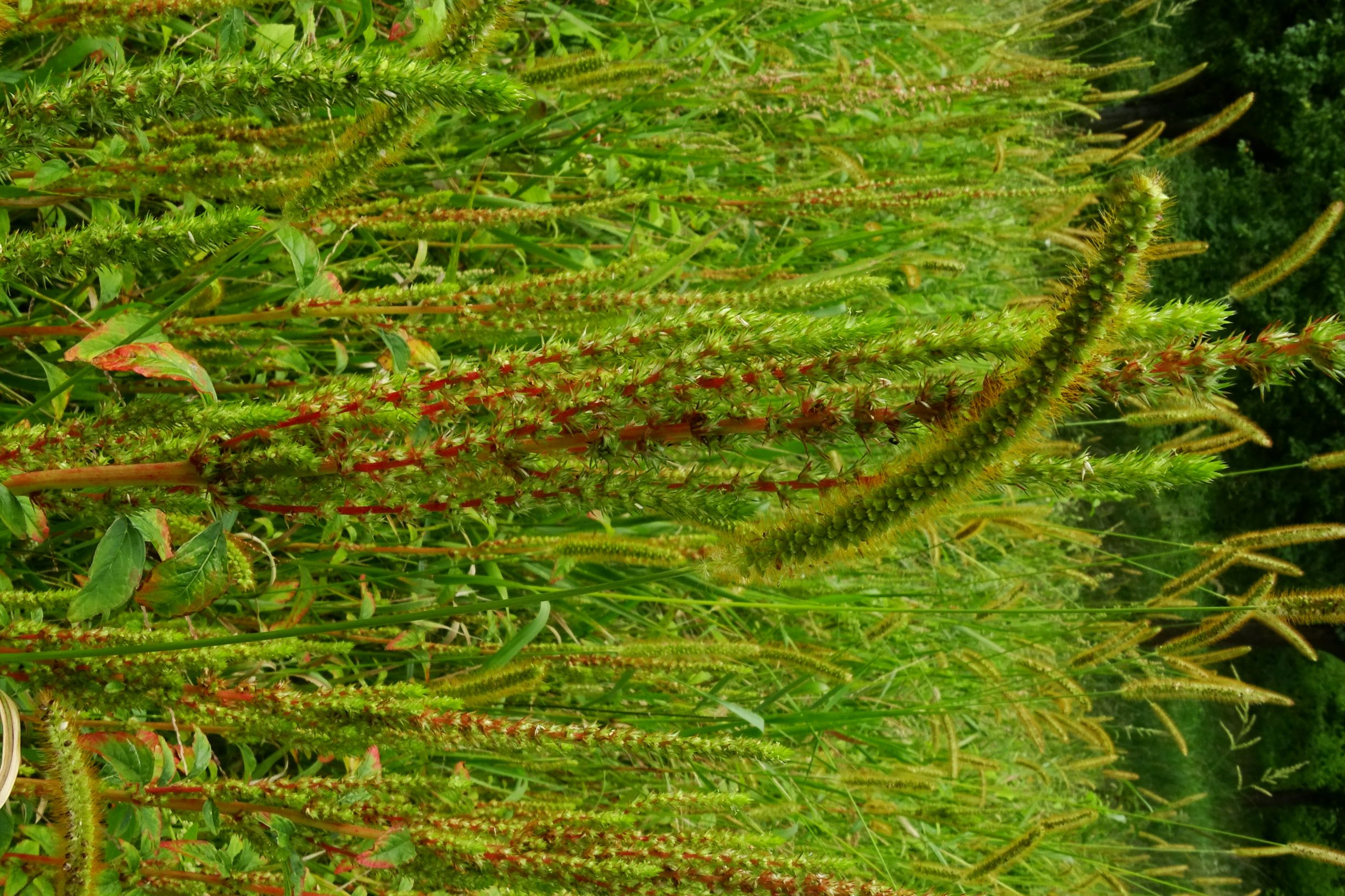 DSC05757 prell-SO amaranthus powellii, setaria pumila.JPG