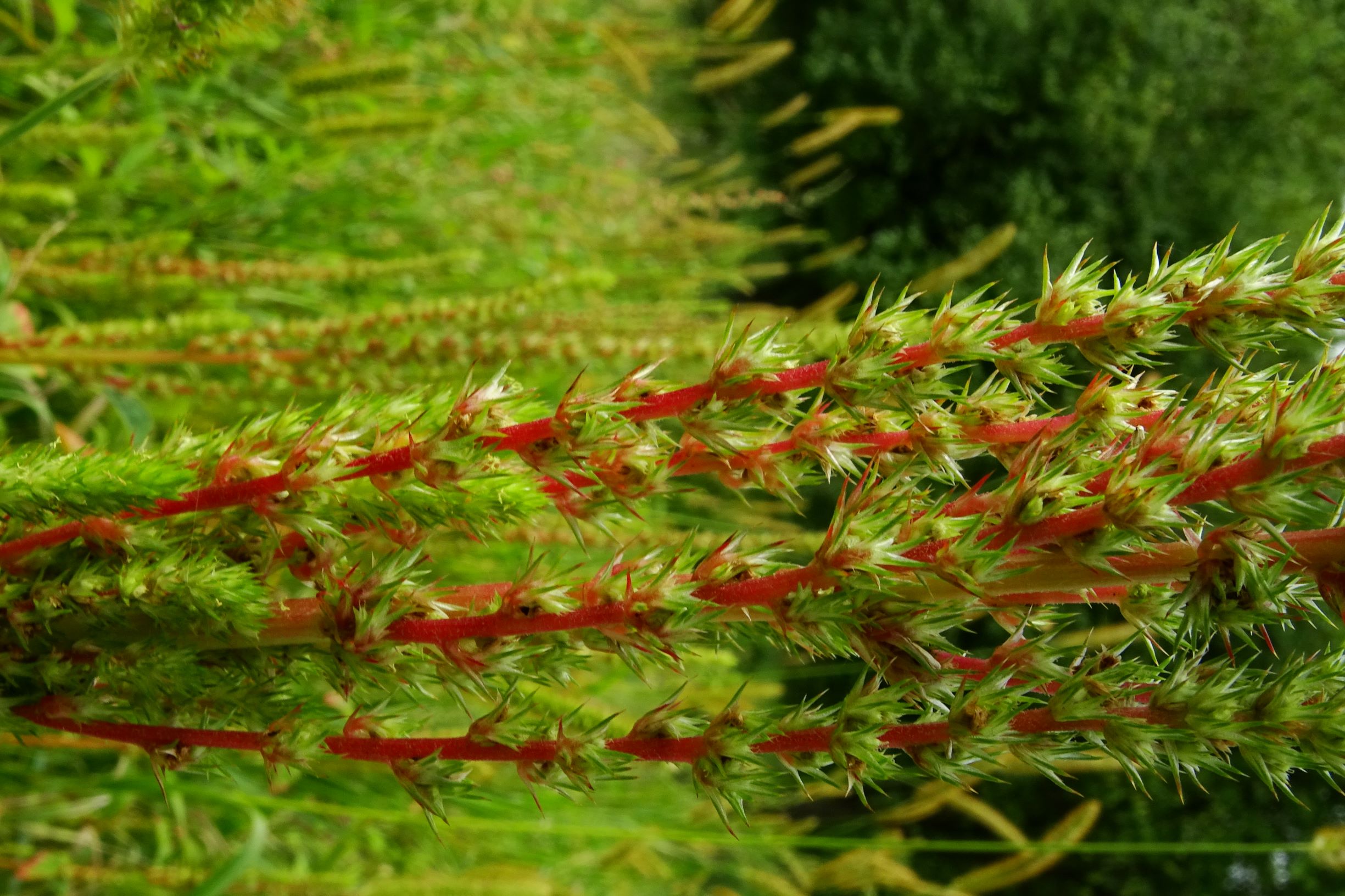 DSC05758 prell-SO amaranthus powellii.JPG