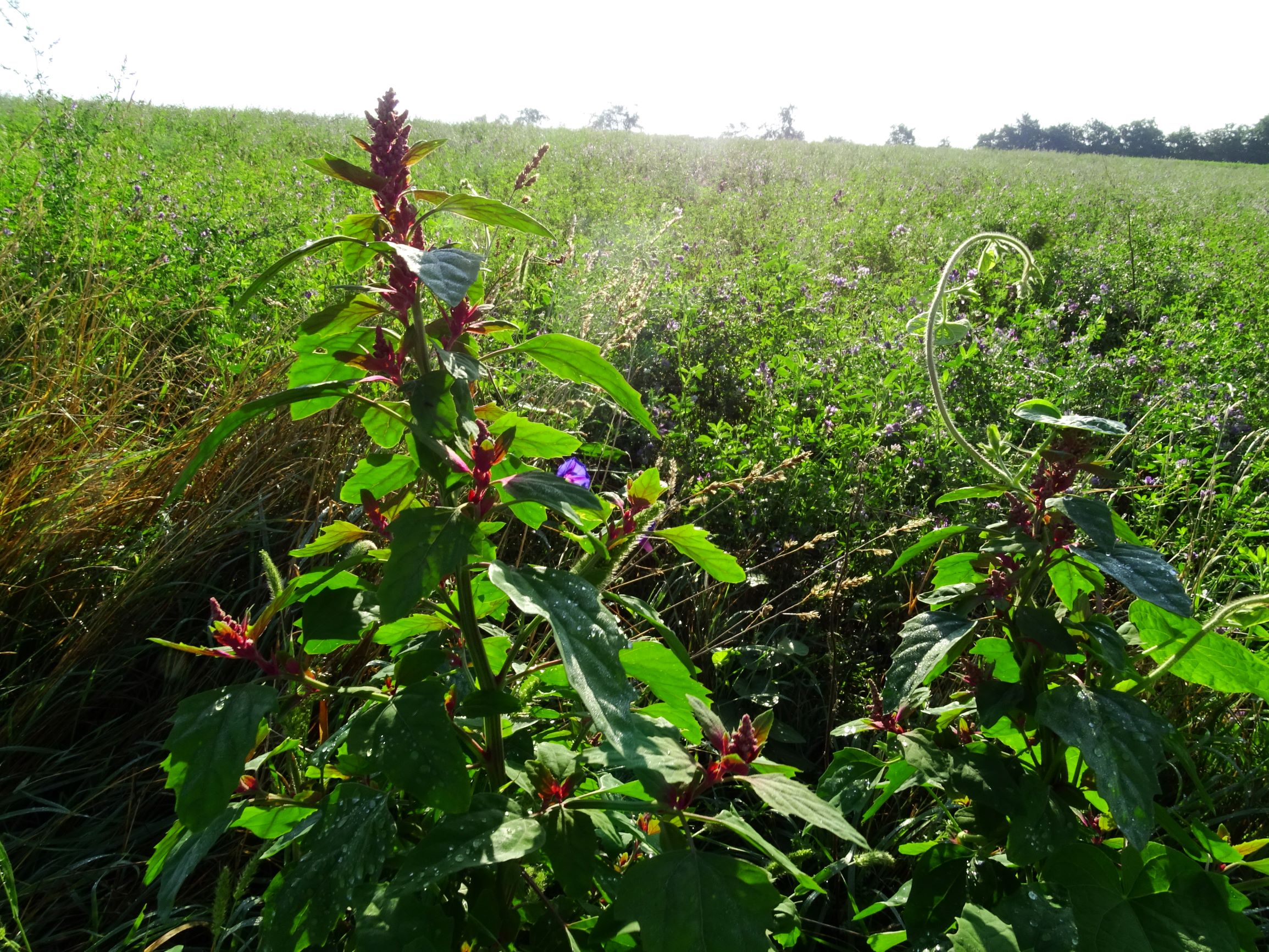 DSC05199 prell-SO chenopodium giganteum, ipomoea purpurea.JPG