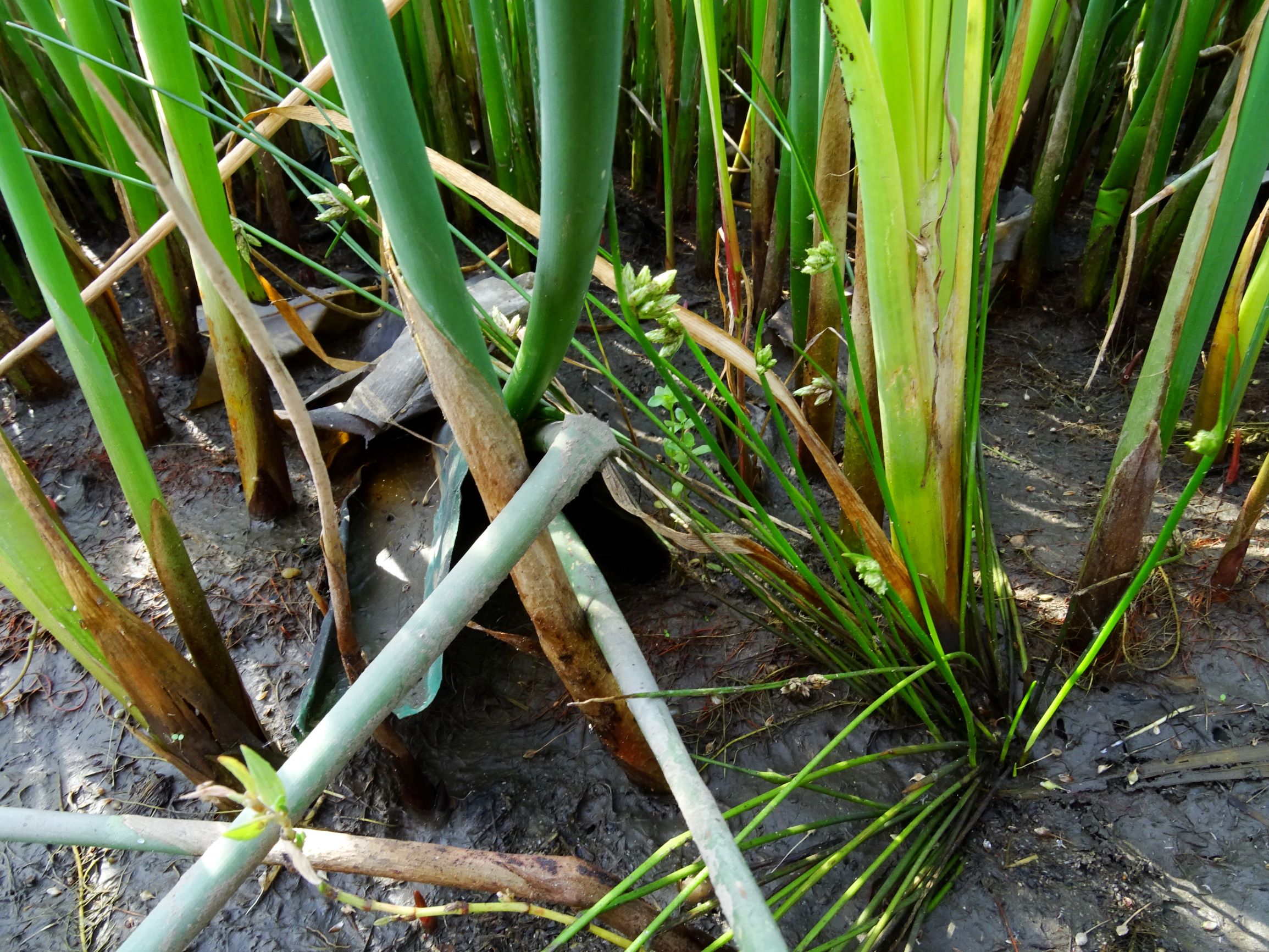 DSC07199 neusiedl schoenoplectus, typha und fragepflanze.JPG