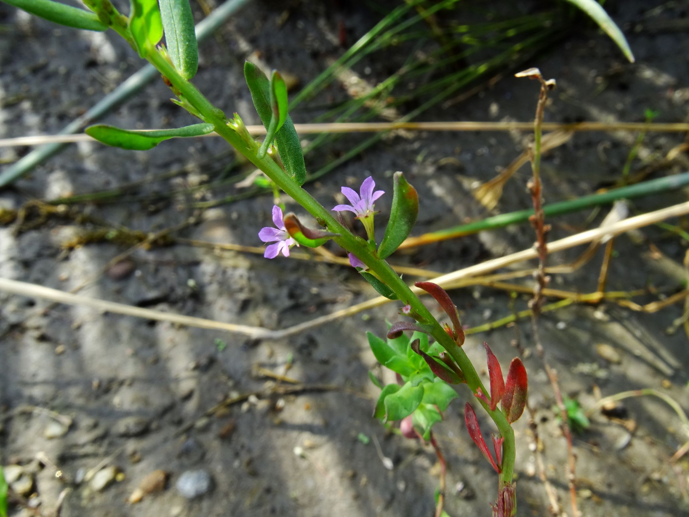 DSC07202 neusiedl lythrum hyssopifolia.JPG