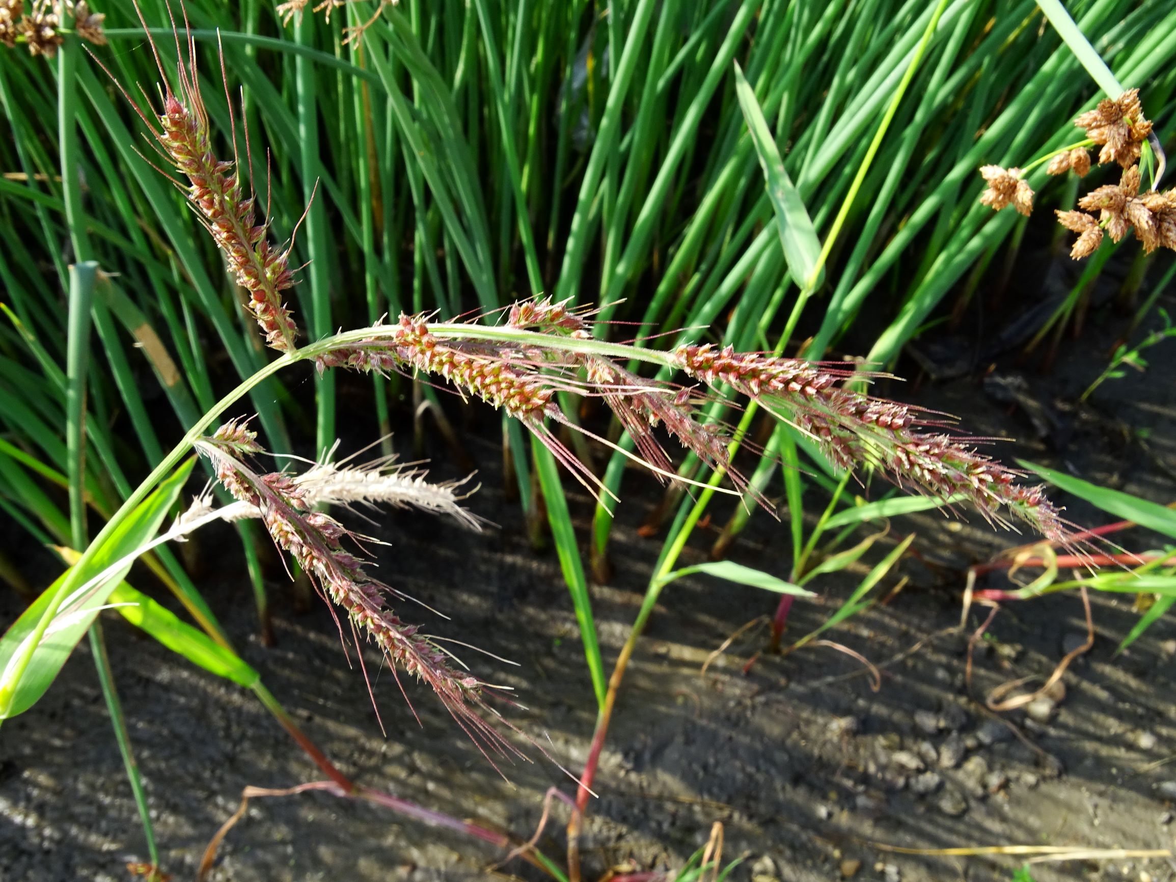 DSC07216 echinochloa crus-galli.JPG