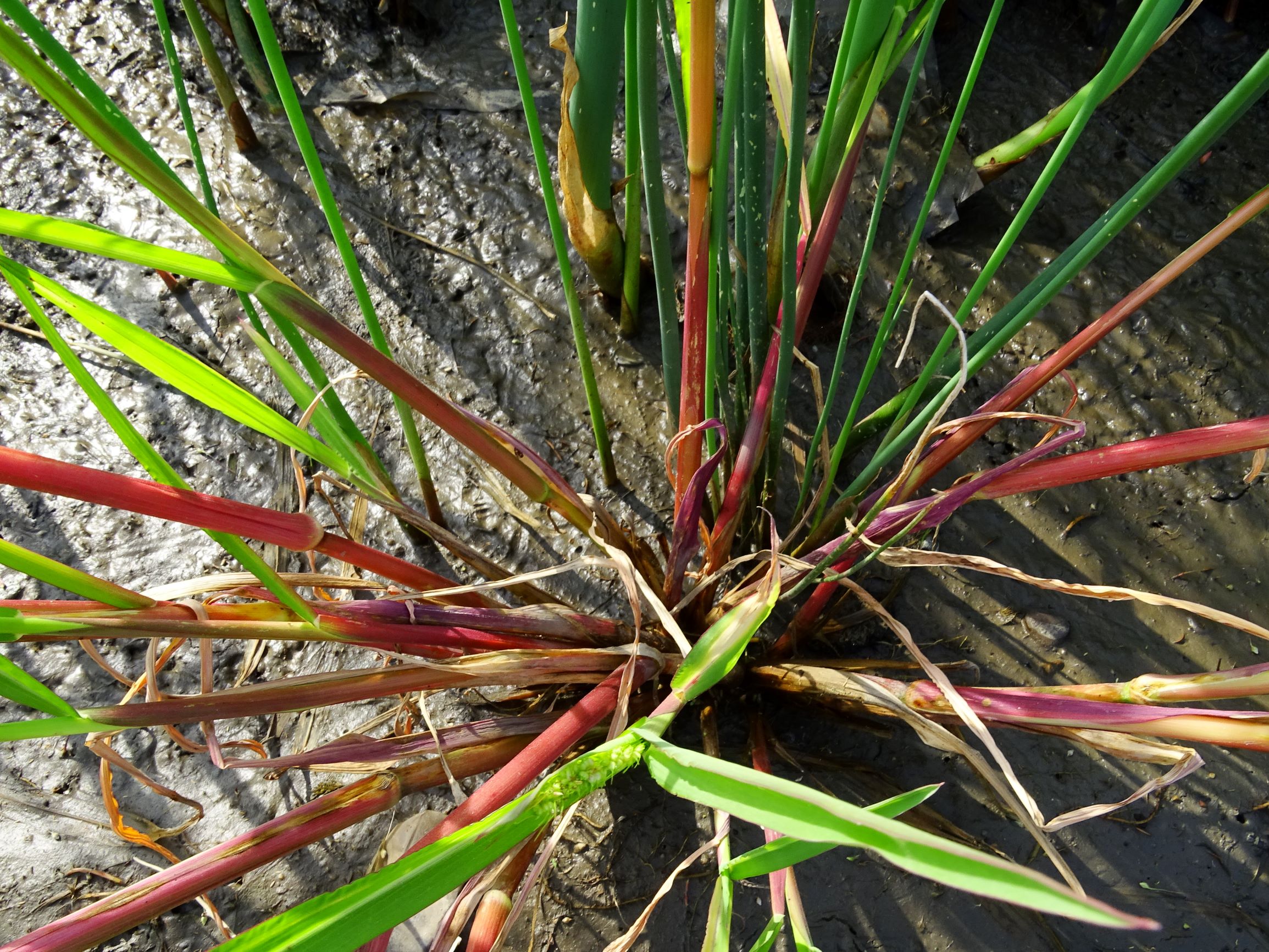 DSC07217 echinochloa crus-galli.JPG