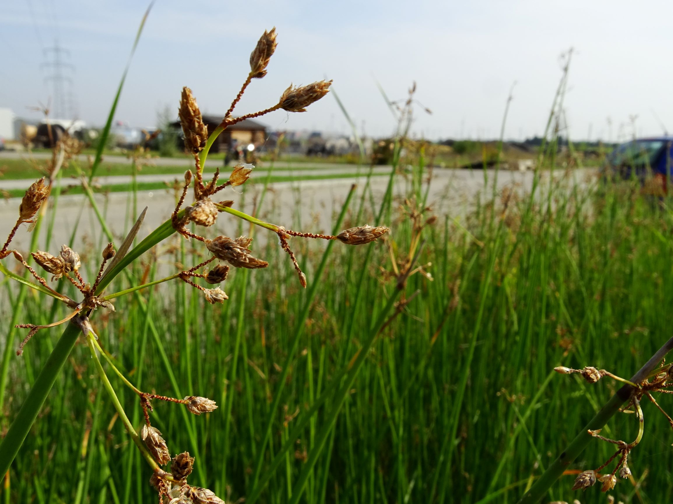 DSC07220 neusiedl schoenoplectus.JPG