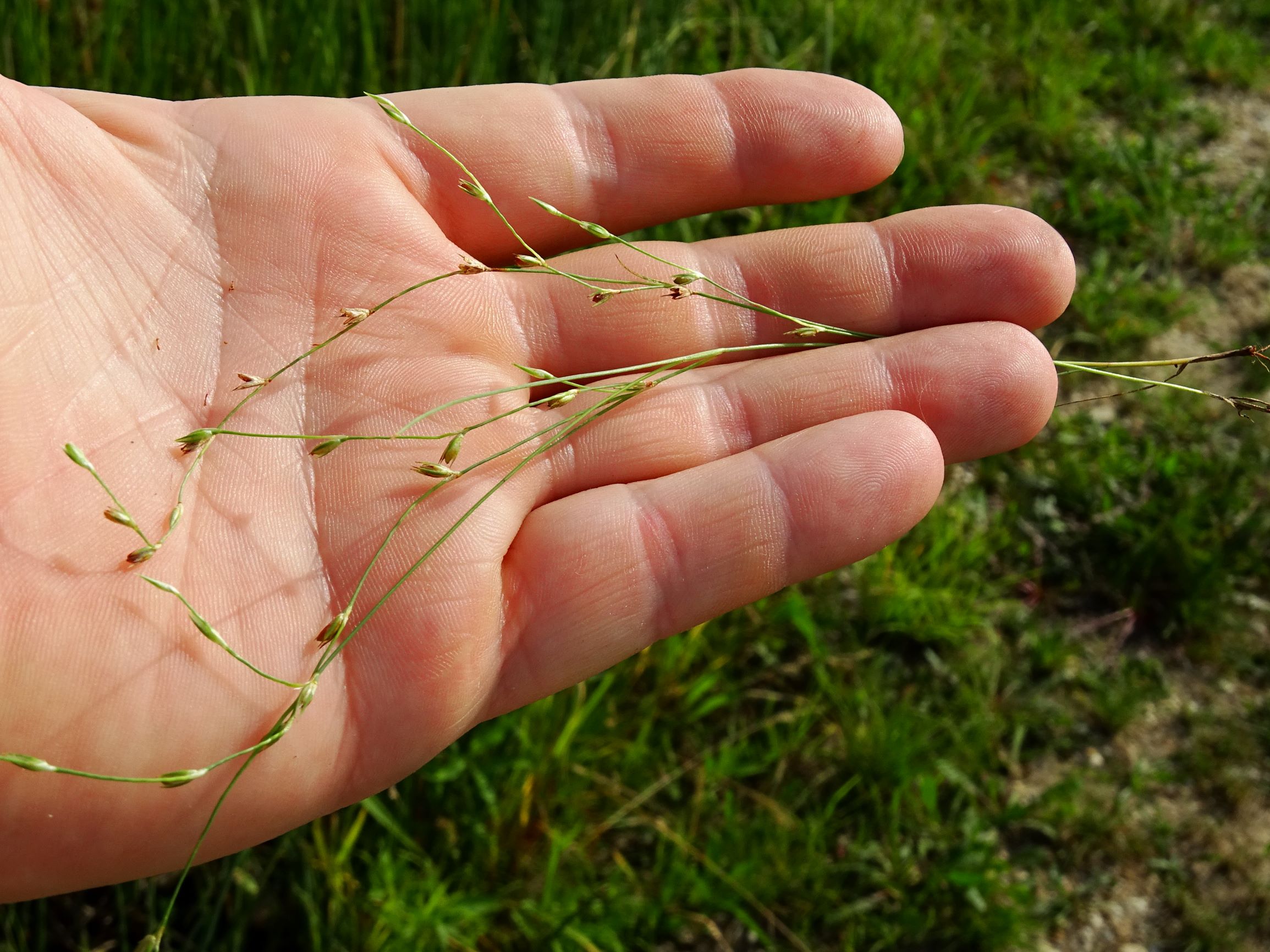 DSC07227 neusiedl juncus unbüschelig.JPG