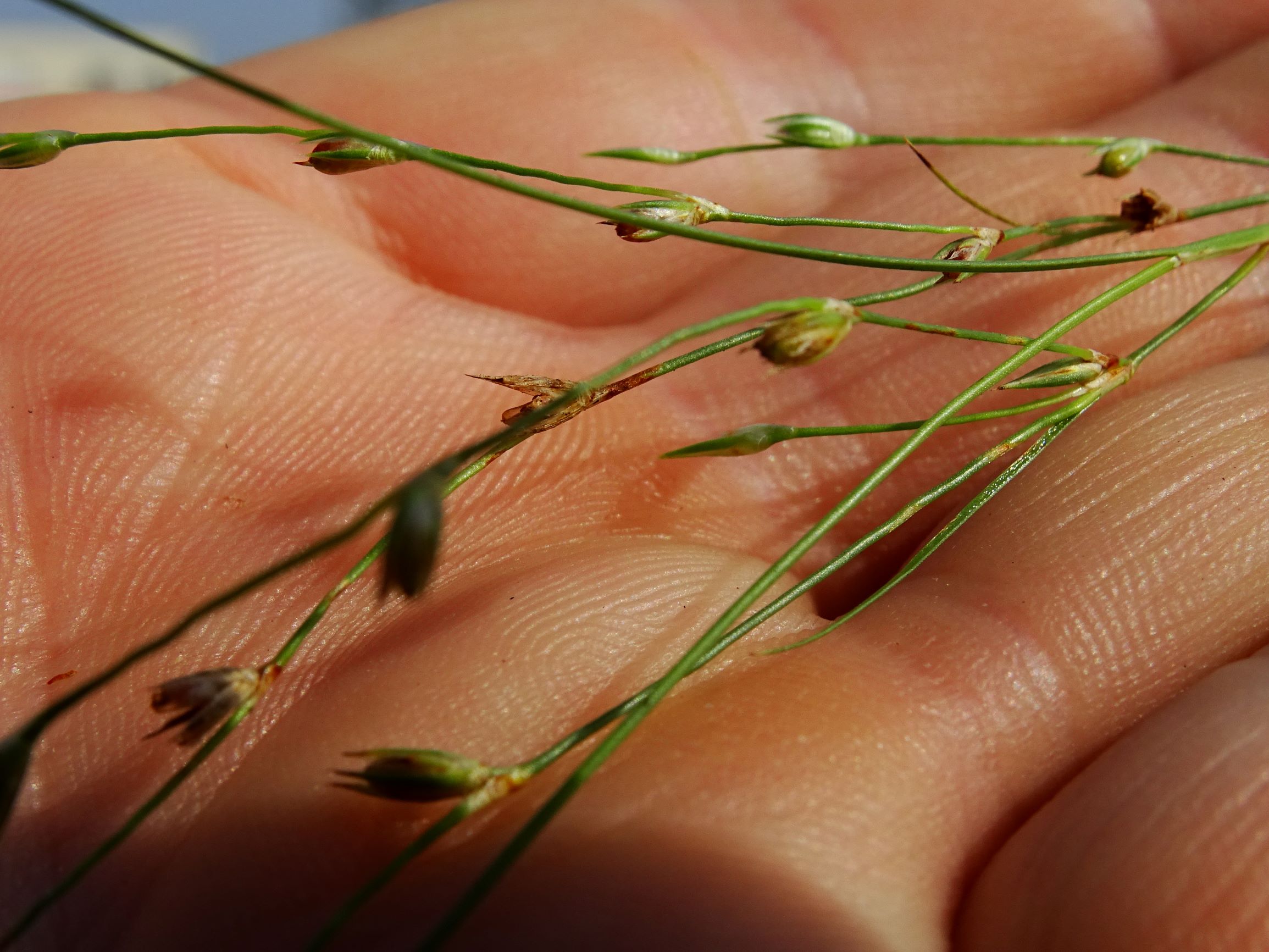 DSC07228 neusiedl juncus unbüschelig.JPG