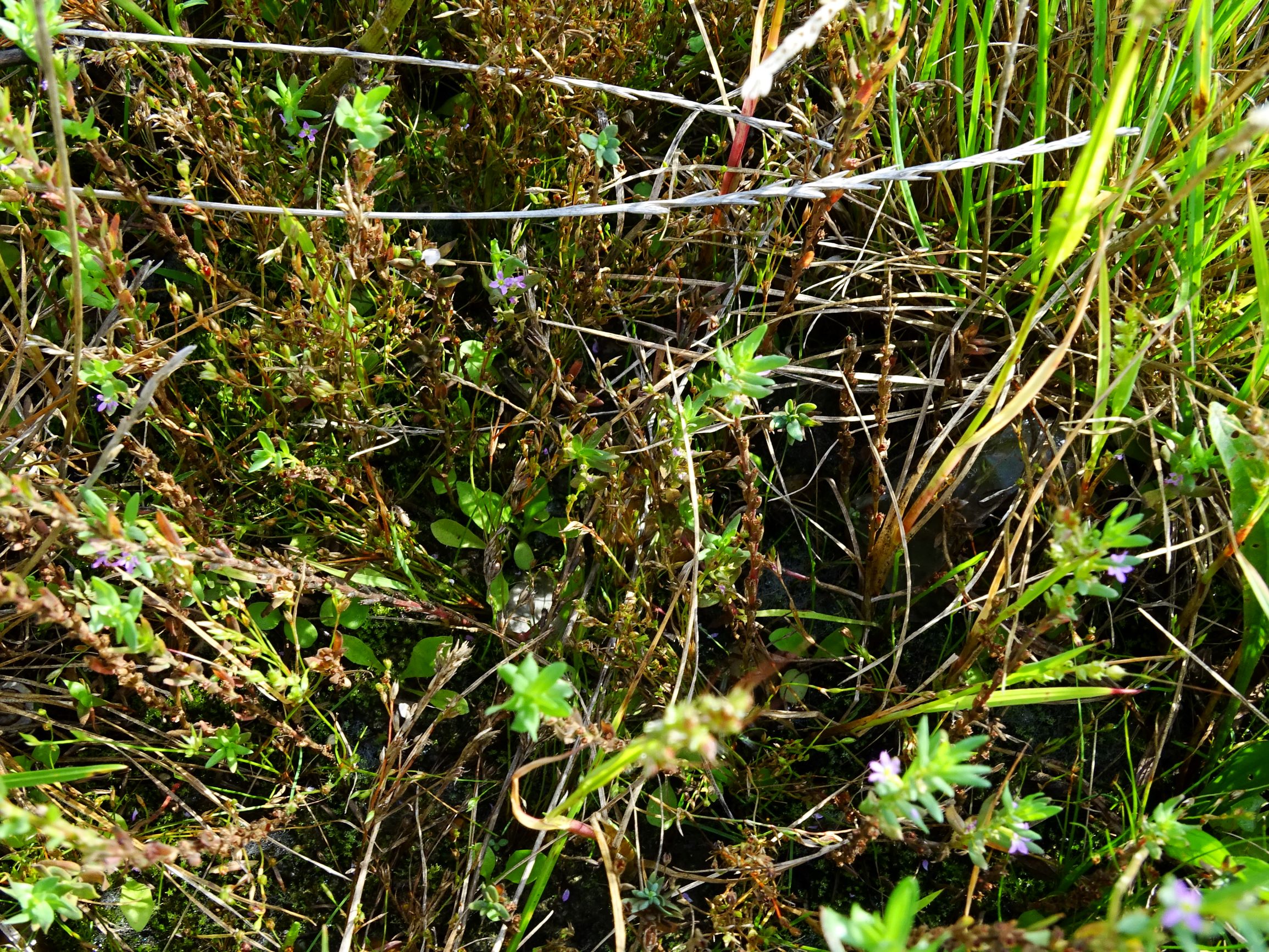 DSC07230 neusiedl lythrum hyssopifolia, juncus sp., lolium perenne.JPG