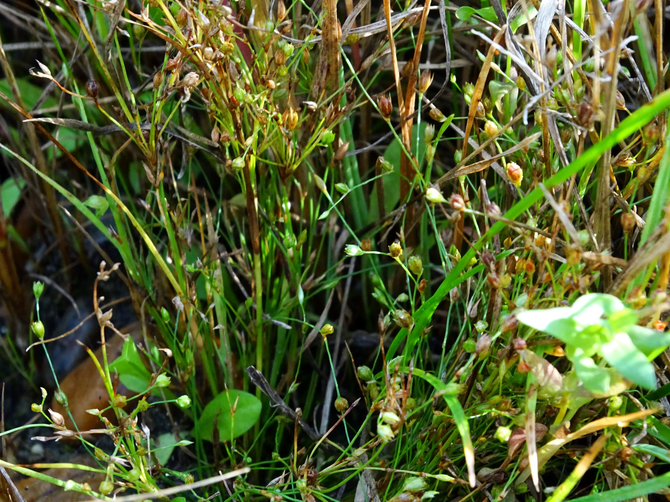 DSC07232 neusiedl juncus büschelig.JPG