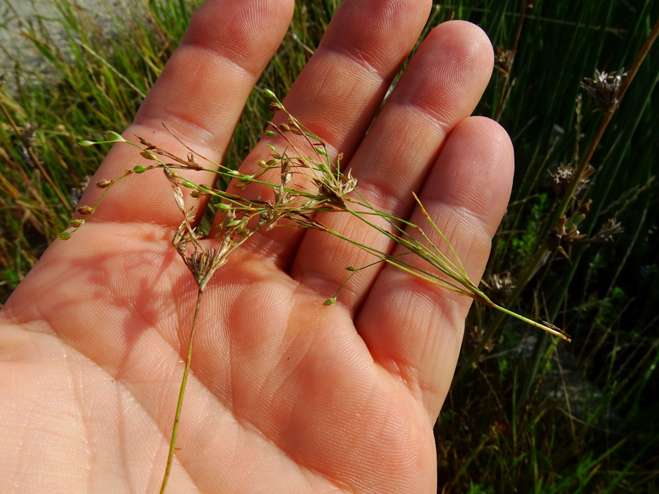 DSC07237 neusiedl juncus büschelig.JPG