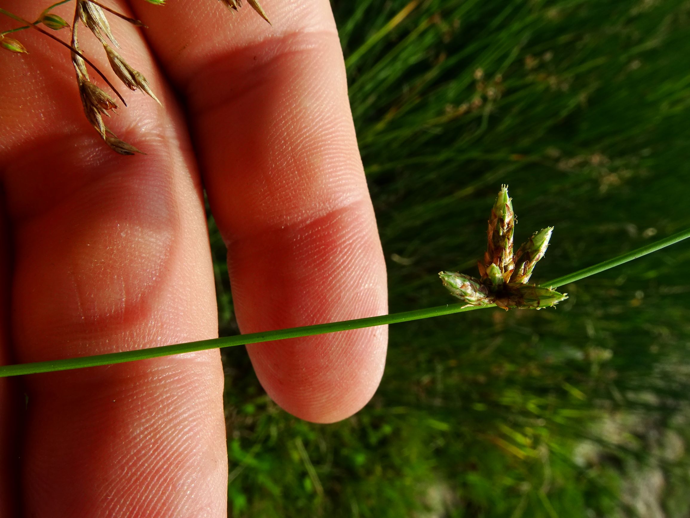 DSC07242 neusiedl juncus büschelig, fragepflanze.JPG