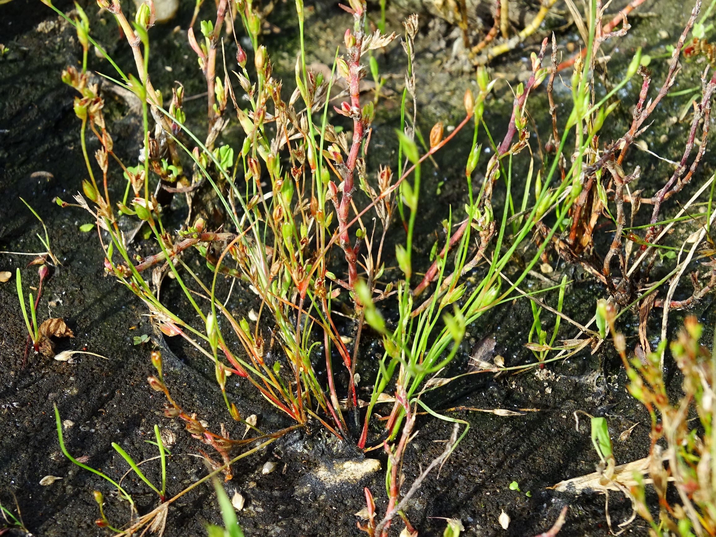 DSC07254 neusiedl juncus.JPG