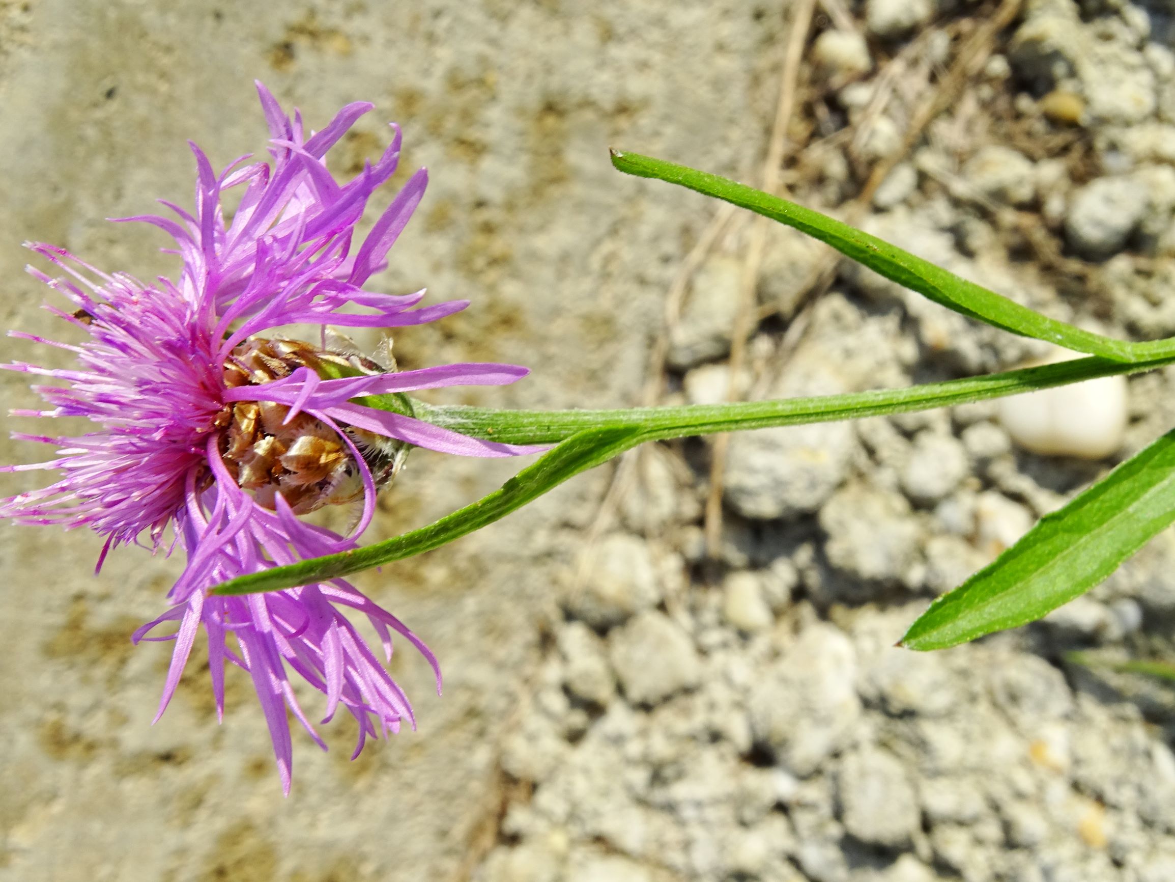 DSC07070 neusiedl centaurea jacea.JPG