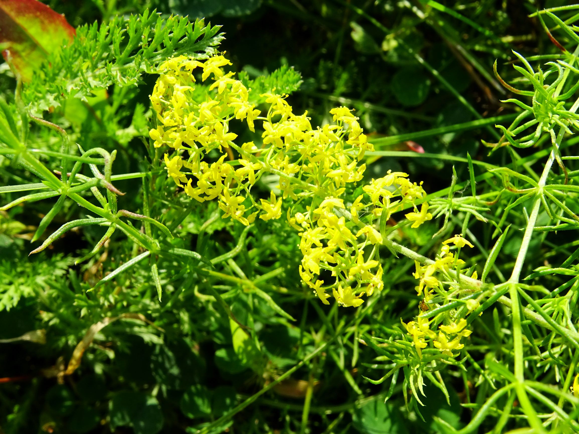 DSC07071 neusiedl galium verum s.str..JPG