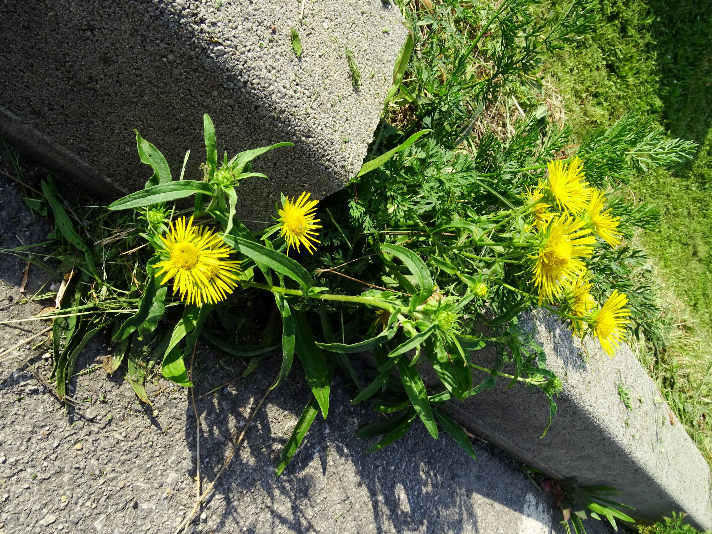 DSC07088 neusiedl inula britannica.JPG