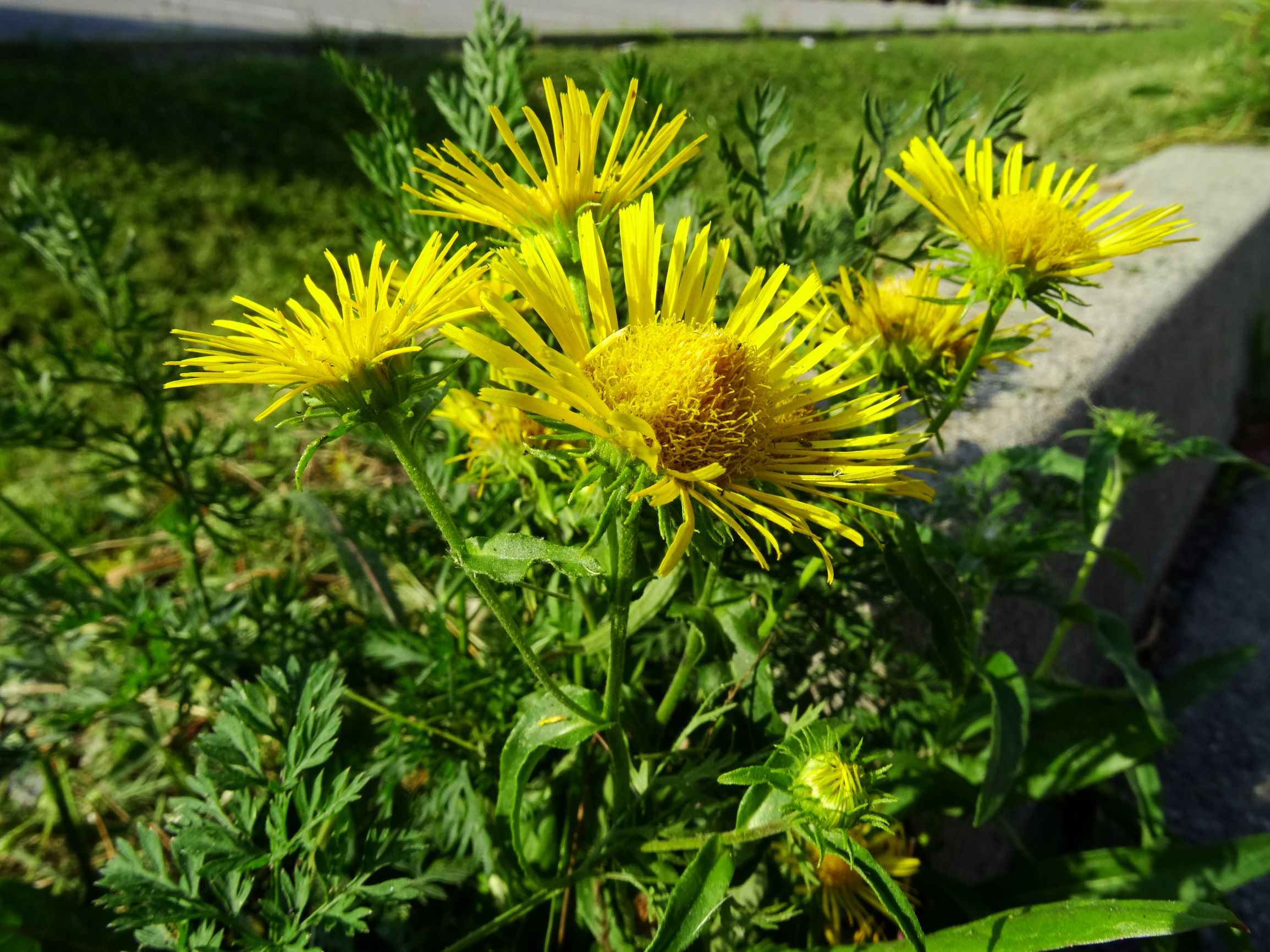 DSC07090 neusiedl inula britannica.JPG