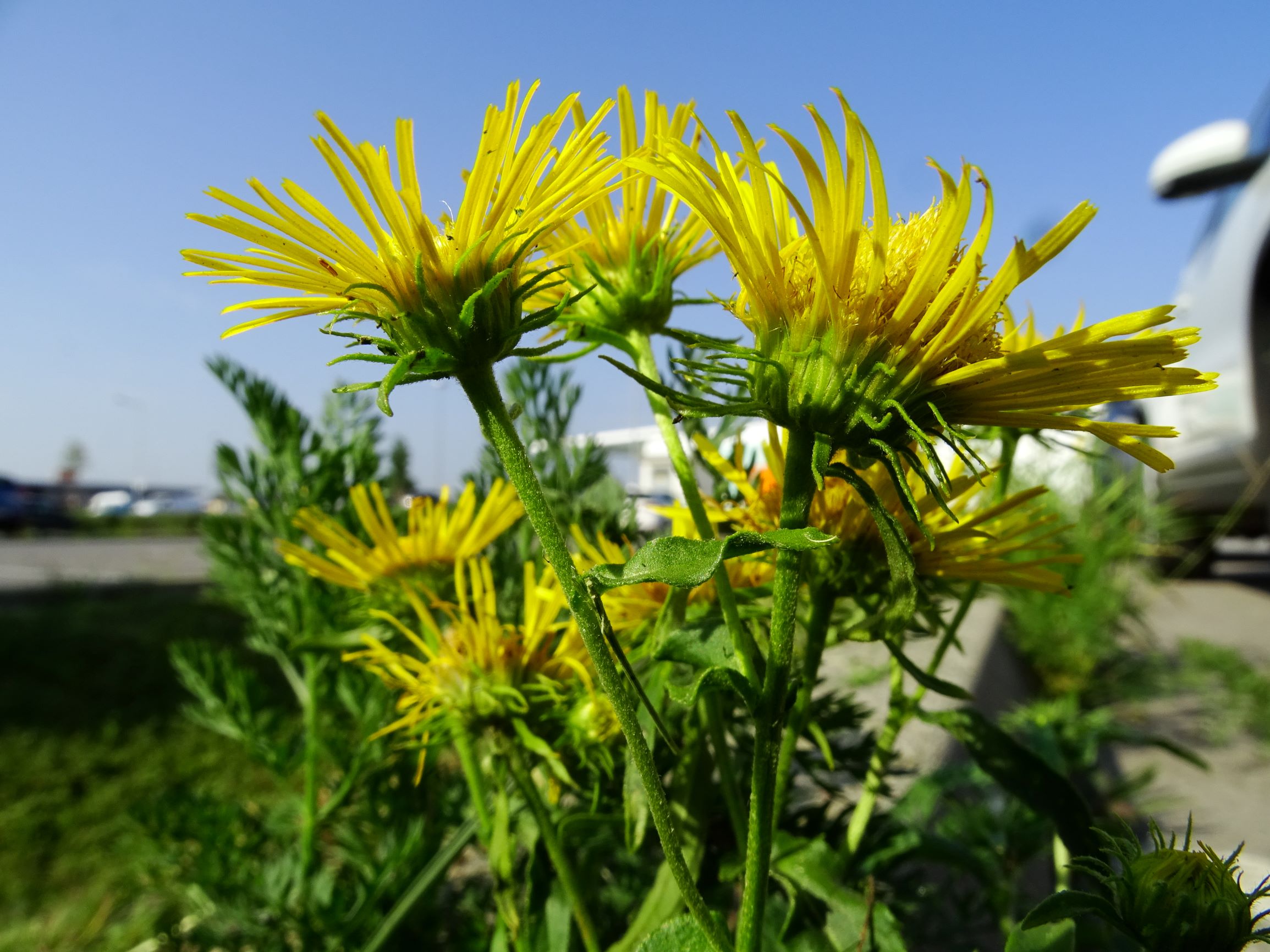 DSC07092 neusiedl inula britannica.JPG