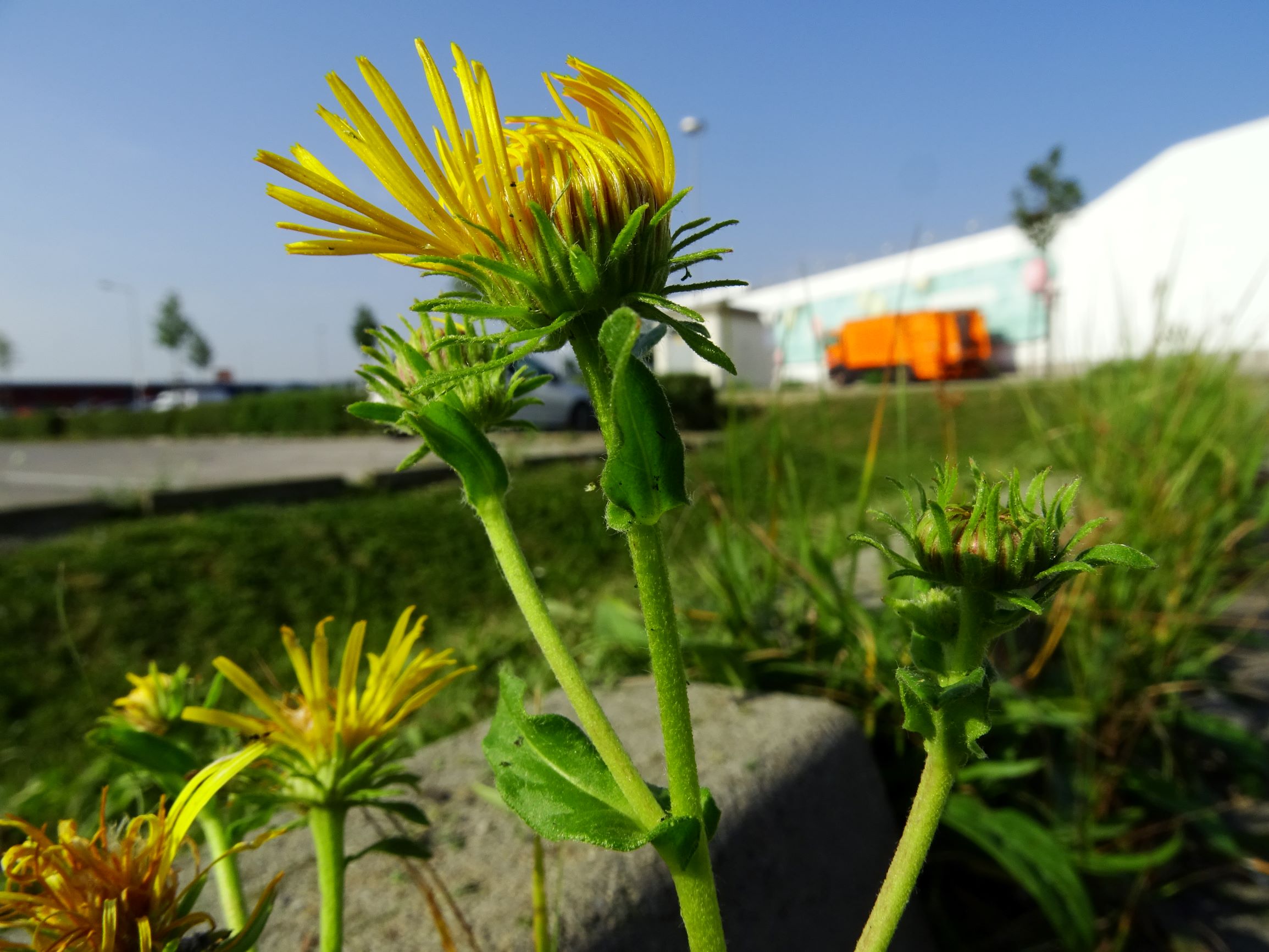 DSC07103 neusiedl inula britannica.JPG