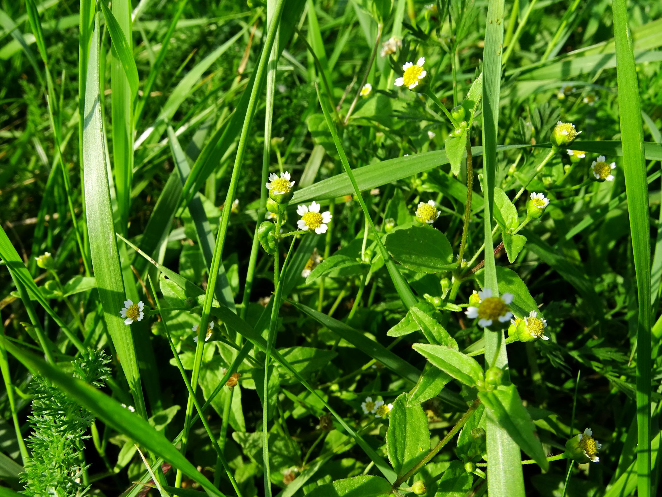 DSC07125 neusiedl galinsoga ciliata - regionstypisch haararm.JPG