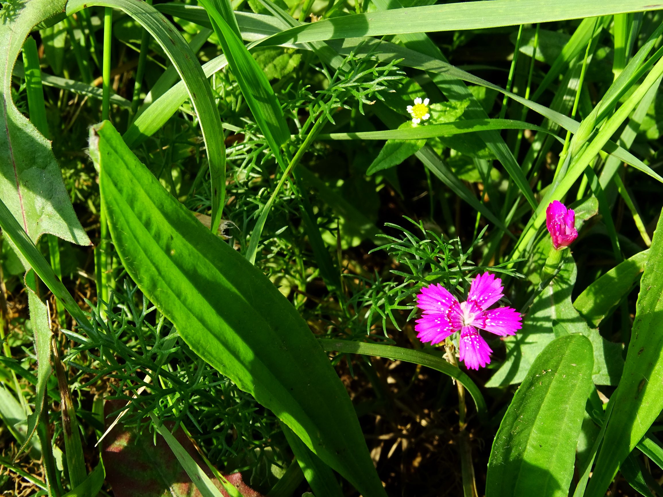 DSC07126 neusiedl dianthus deltoides etc.JPG