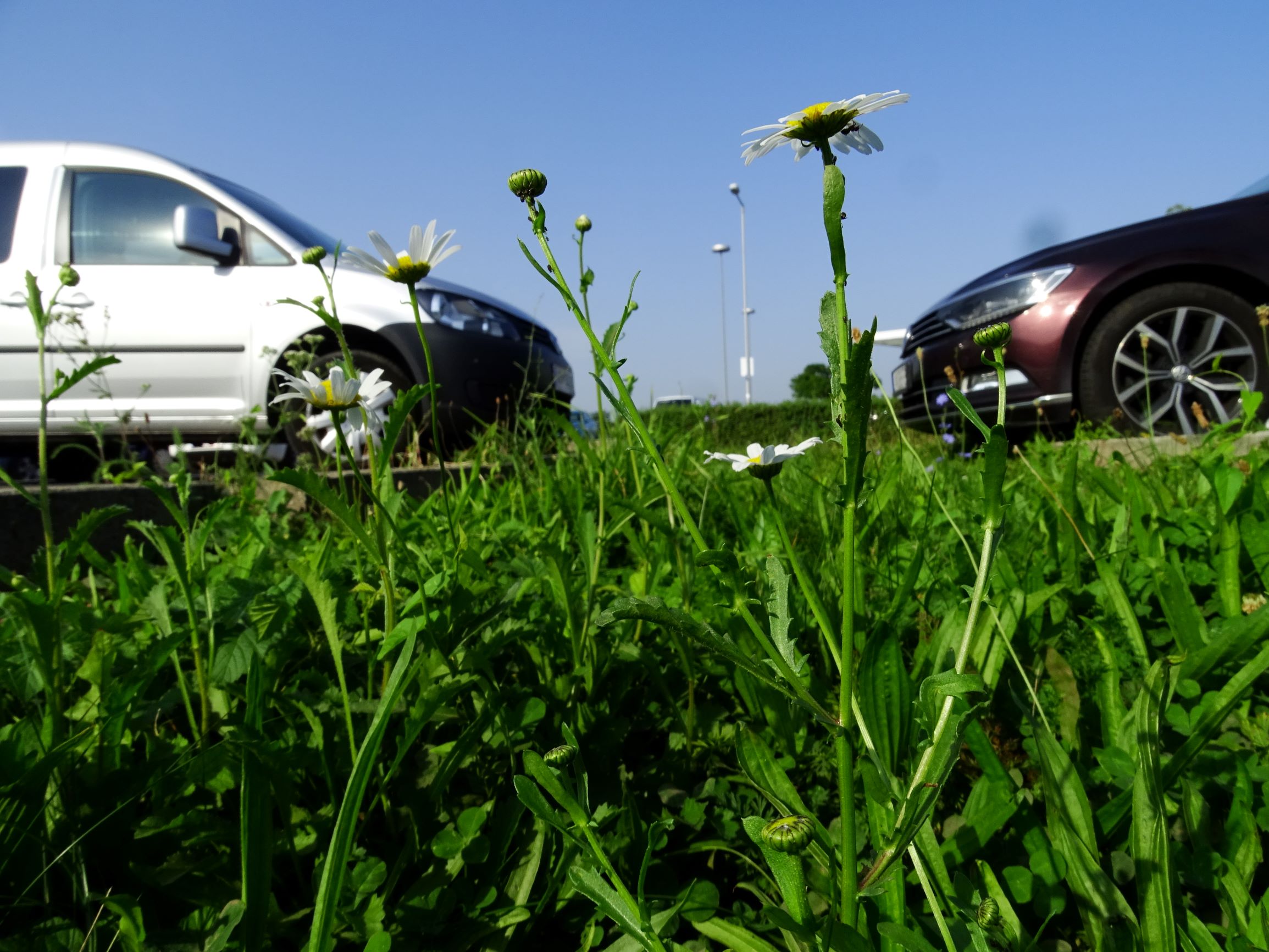 DSC07131 neusiedl leucanthemum vulgare agg..JPG