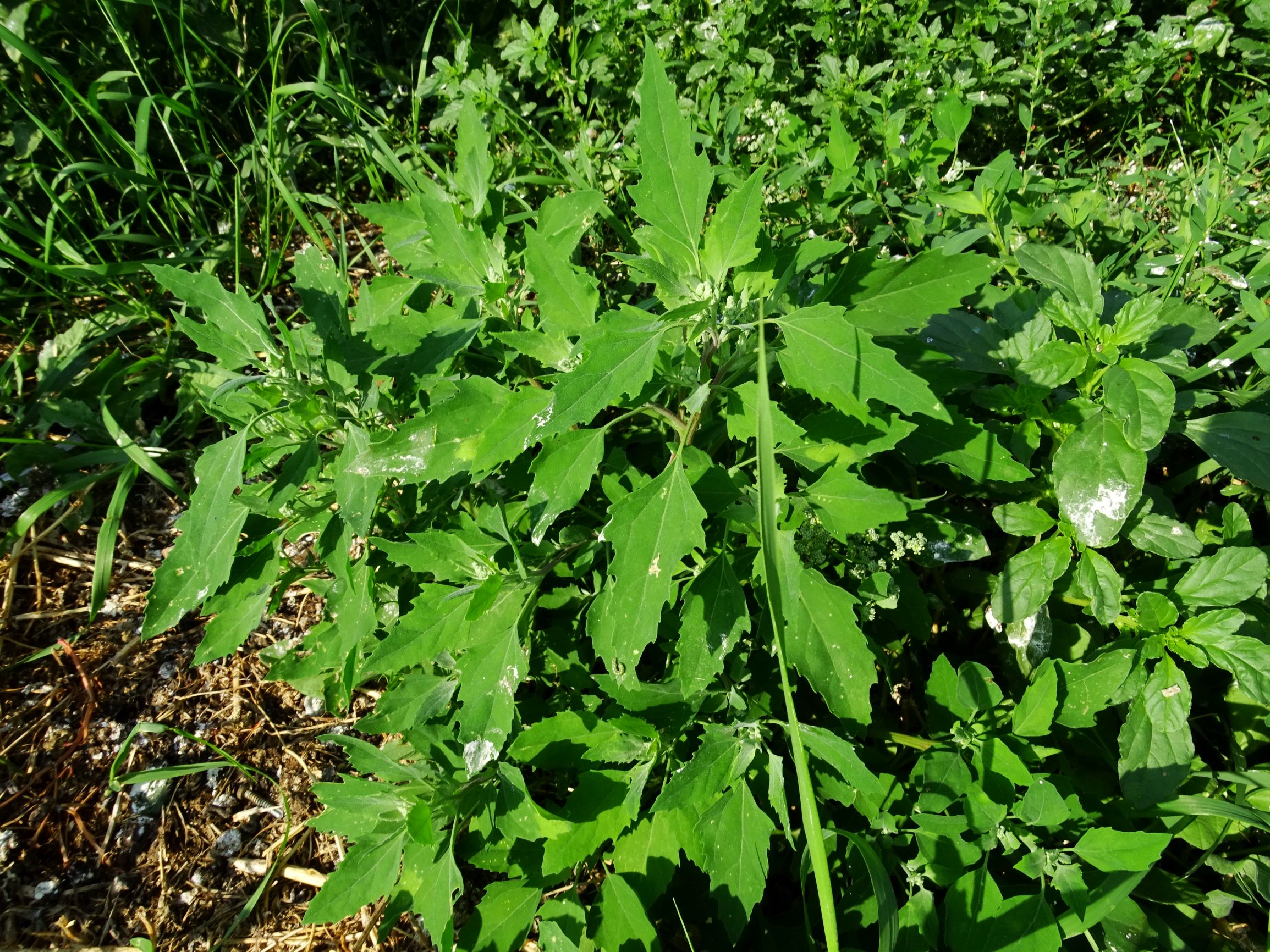 DSC07152 neusiedl chenopodium sp..JPG