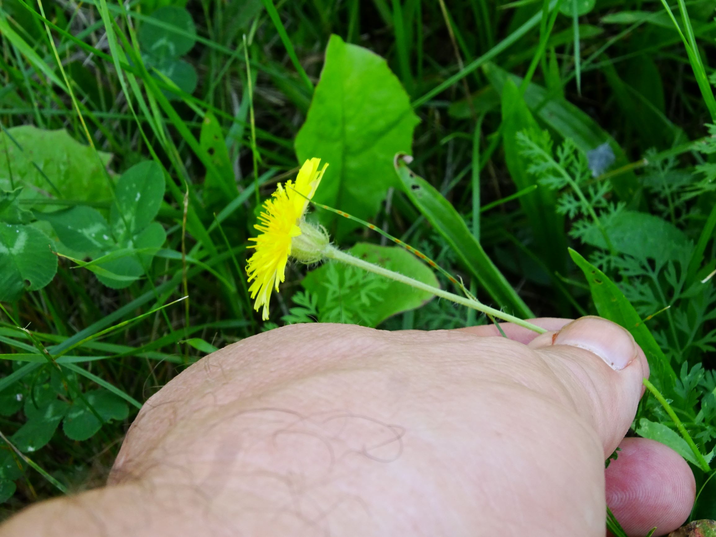 DSC07164 neusiedl crepis setosa.JPG