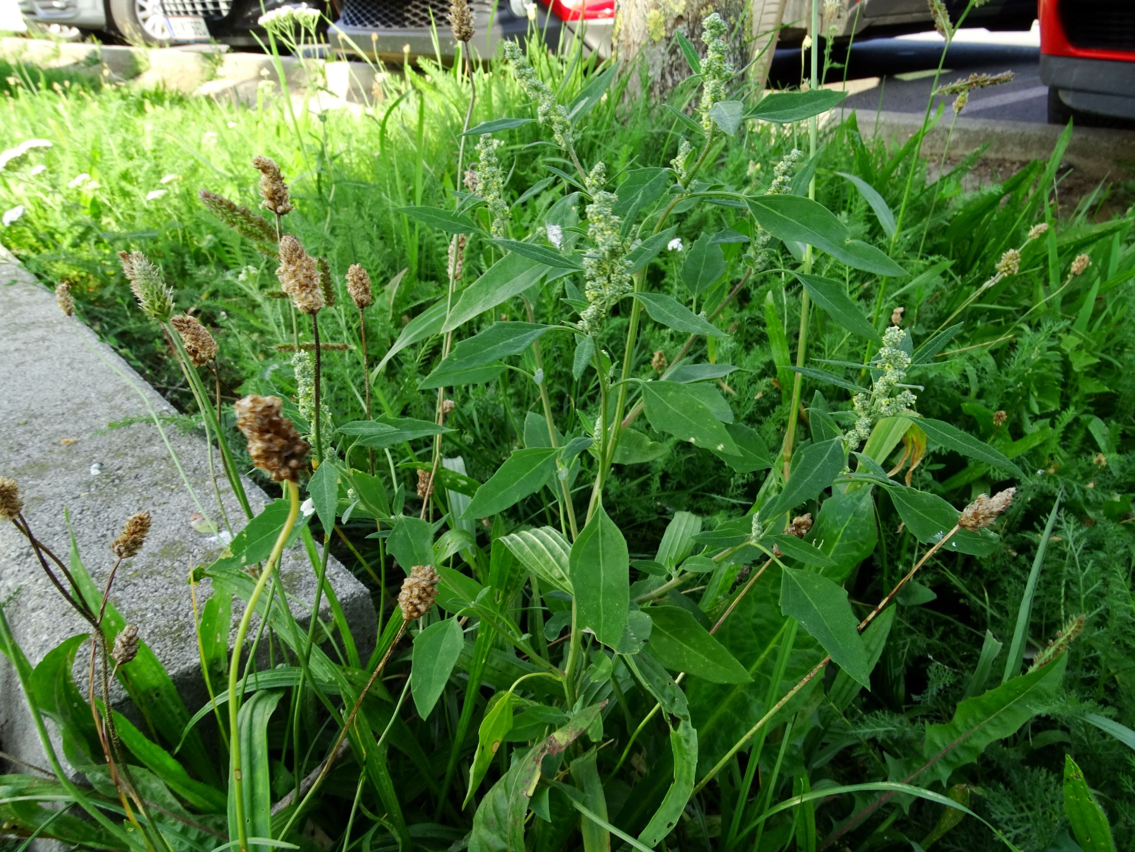 DSC07177 neusiedl chenopodium album agg..JPG