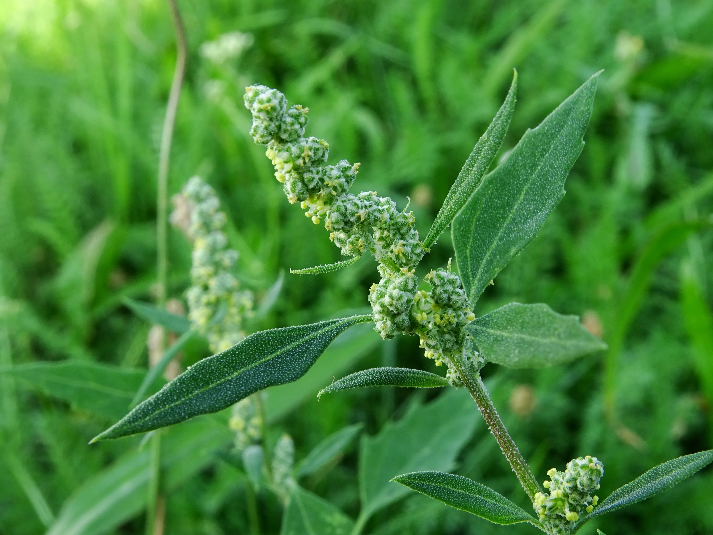 DSC07180 neusiedl chenopodium album agg..JPG