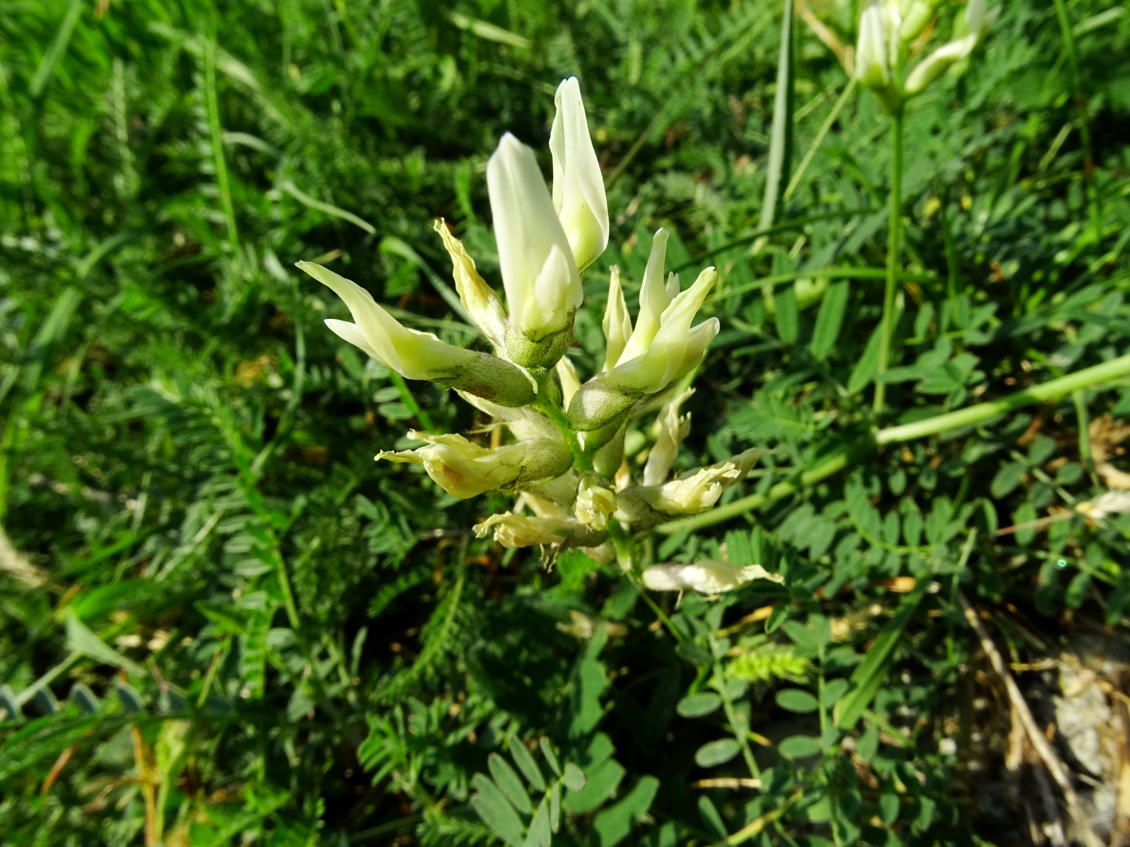 DSC07187 neusiedl astragalus cicer.JPG