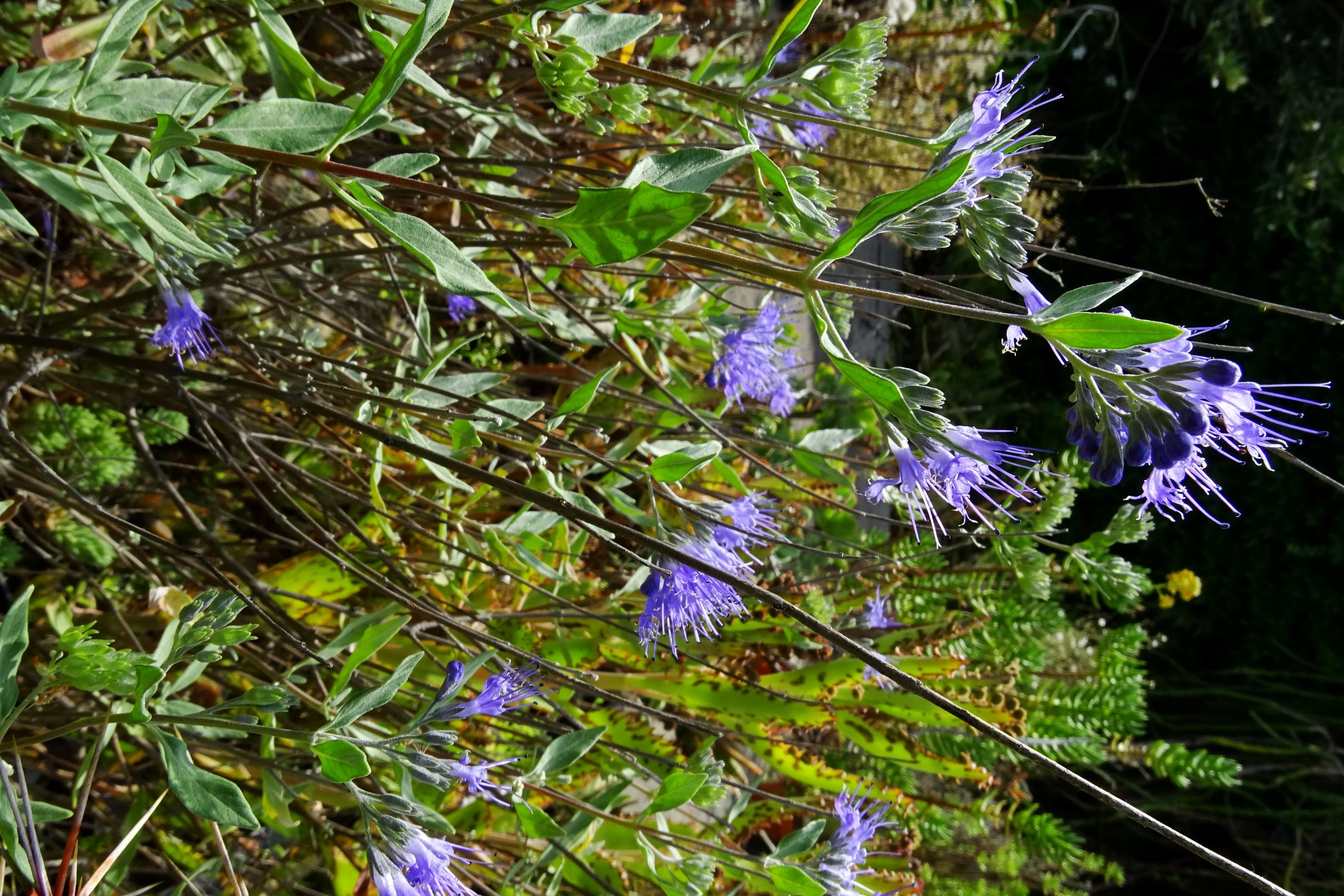 DSC07322 caryopteris x clandonensis.JPG