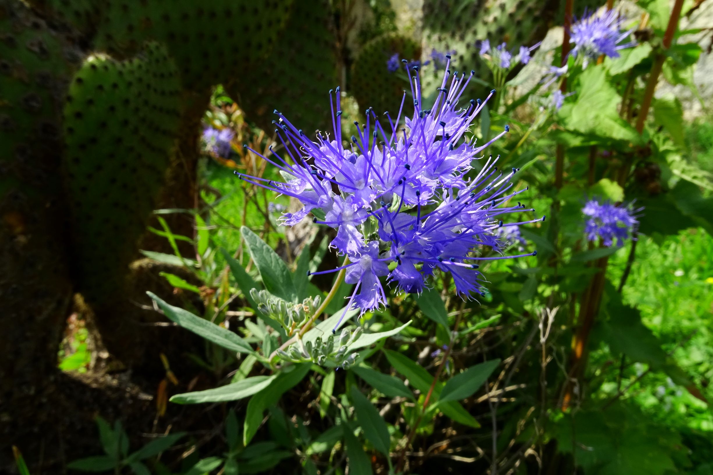 DSC07325 caryopteris x clandonensis.JPG