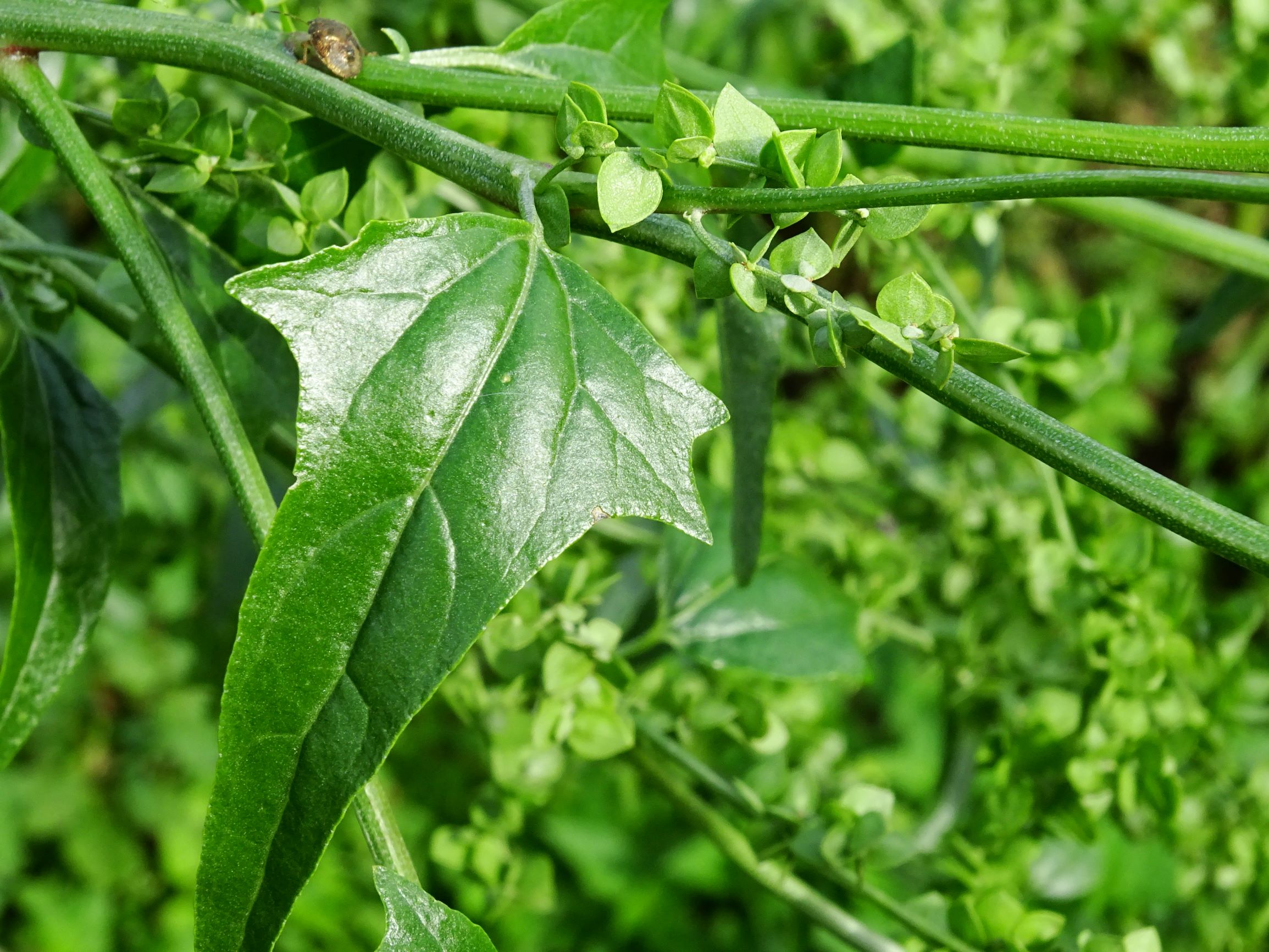 DSC05541 prellenkirchen-mitte atriplex sagittata.JPG