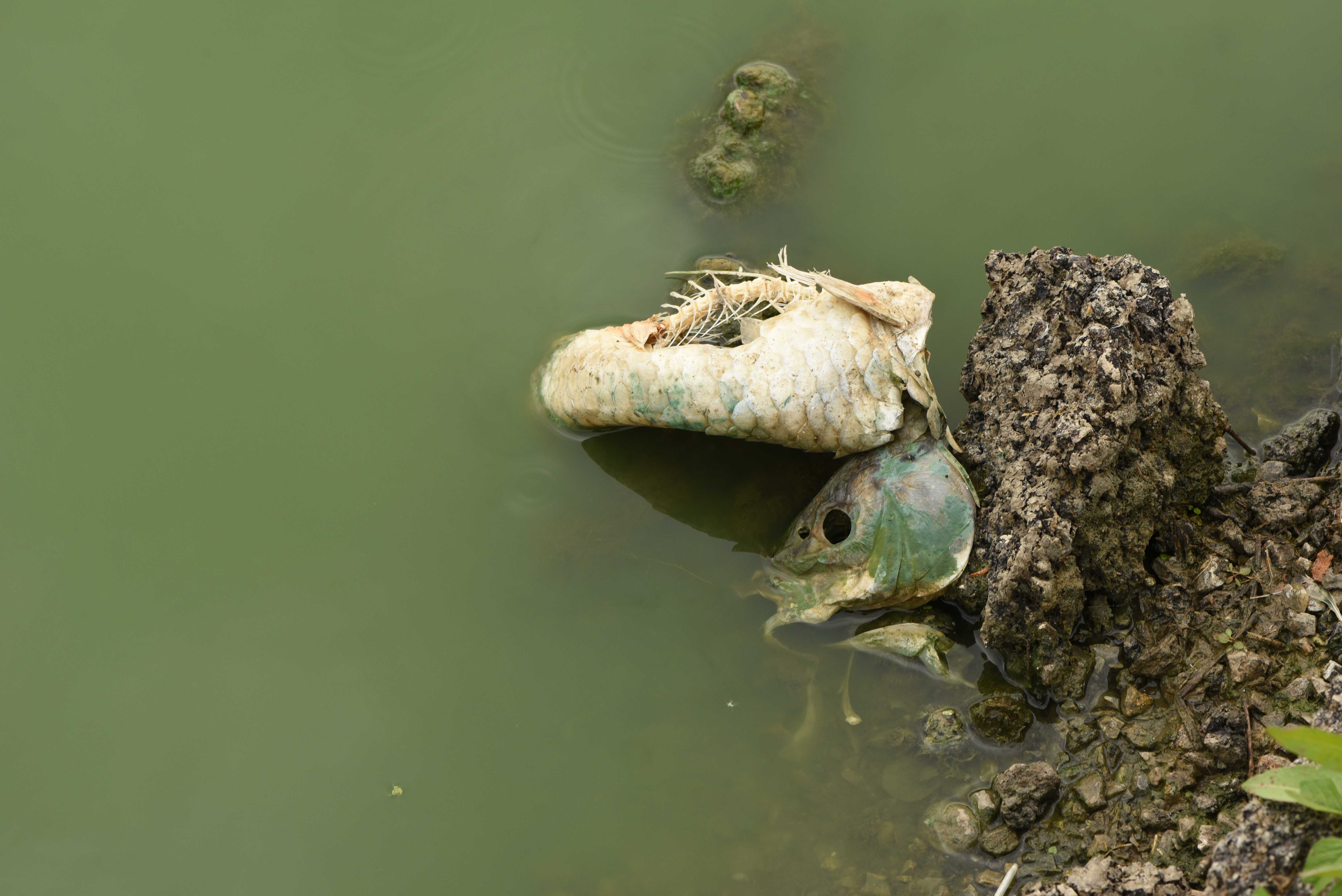 Toter_Karpfen_DSC_0765.jpg