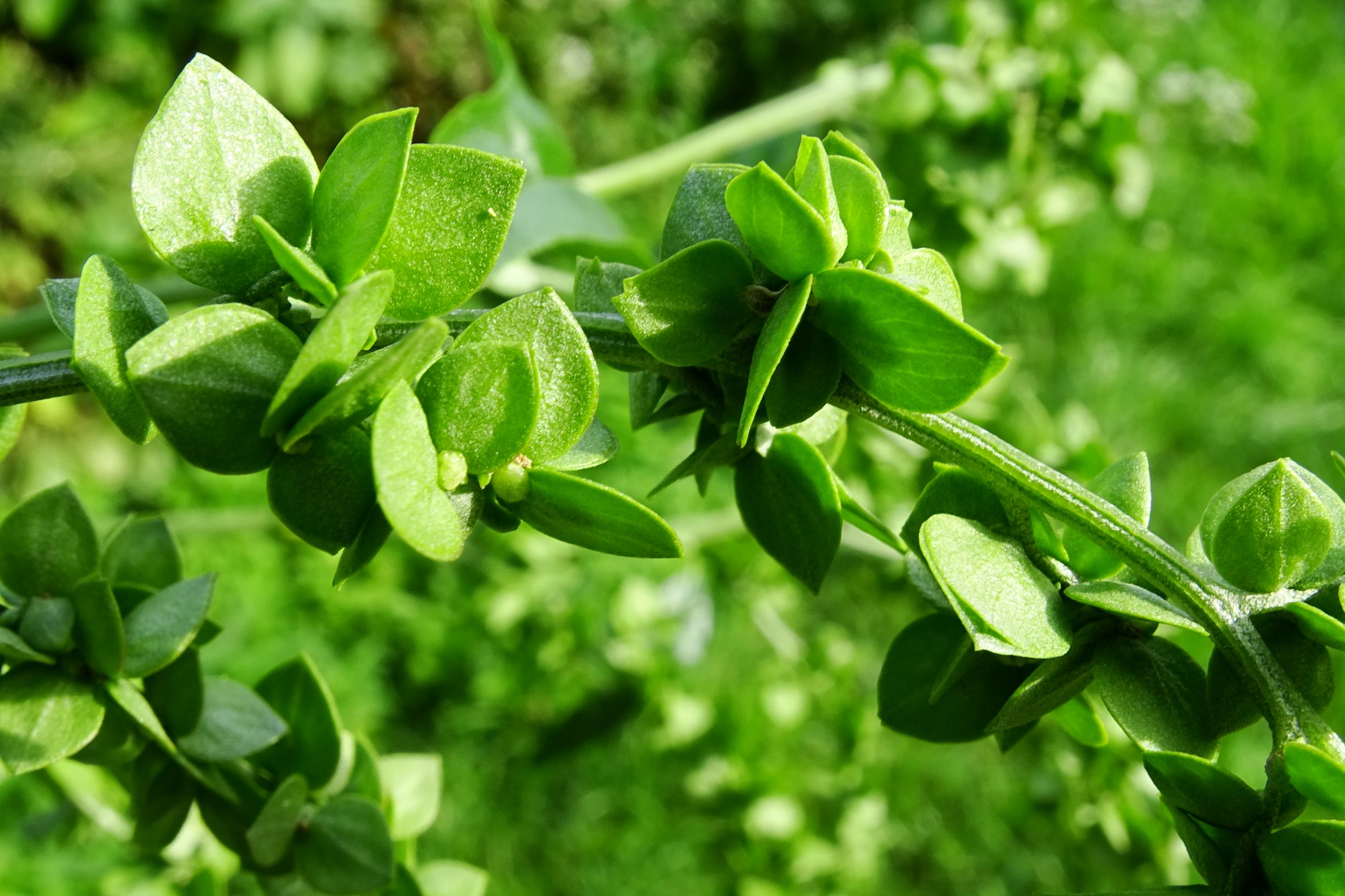 DSC05546 prellenkirchen-mitte atriplex sagittata.JPG