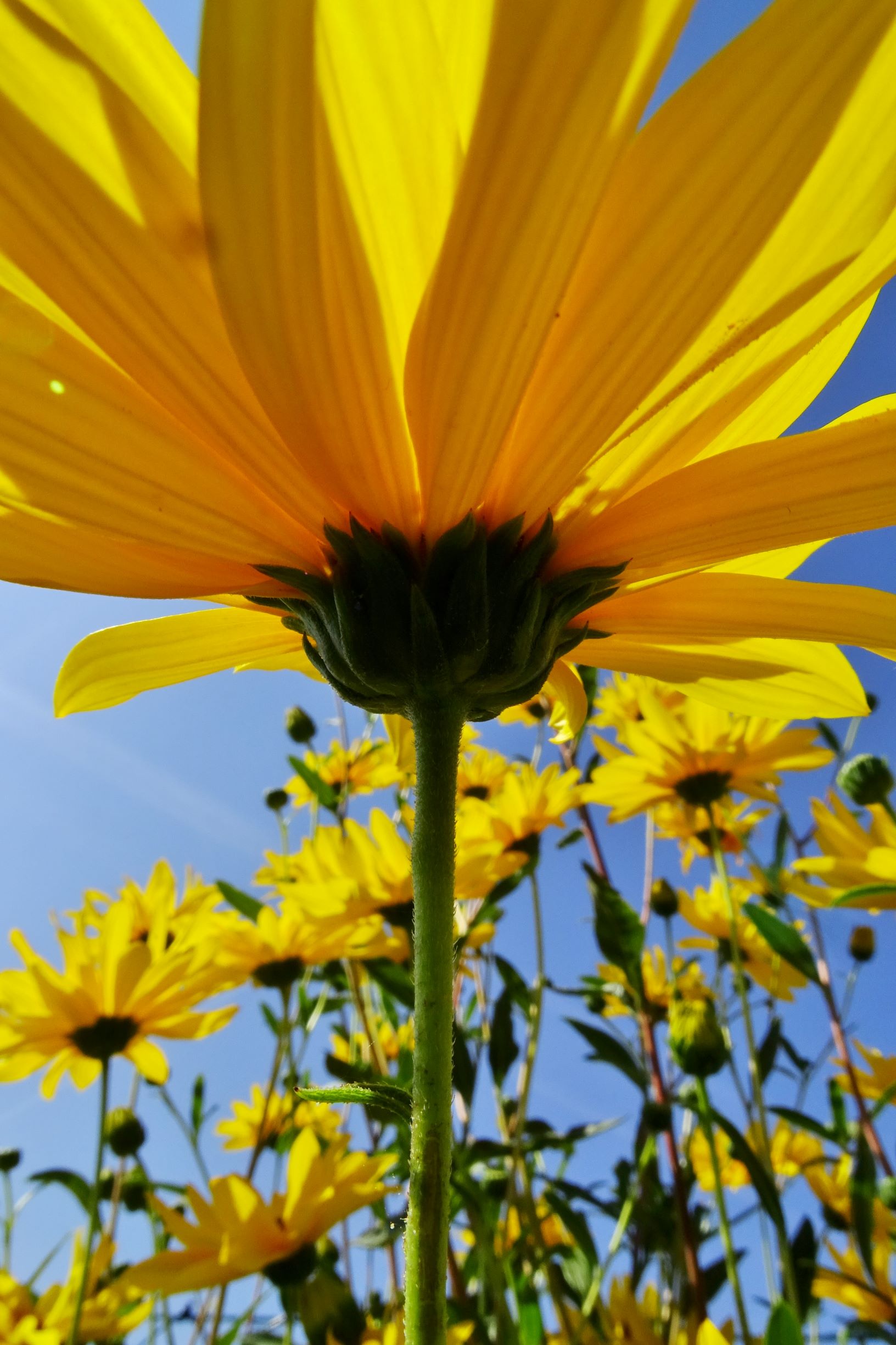 DSC06908 Helianthus cf. x laetiflorus.JPG