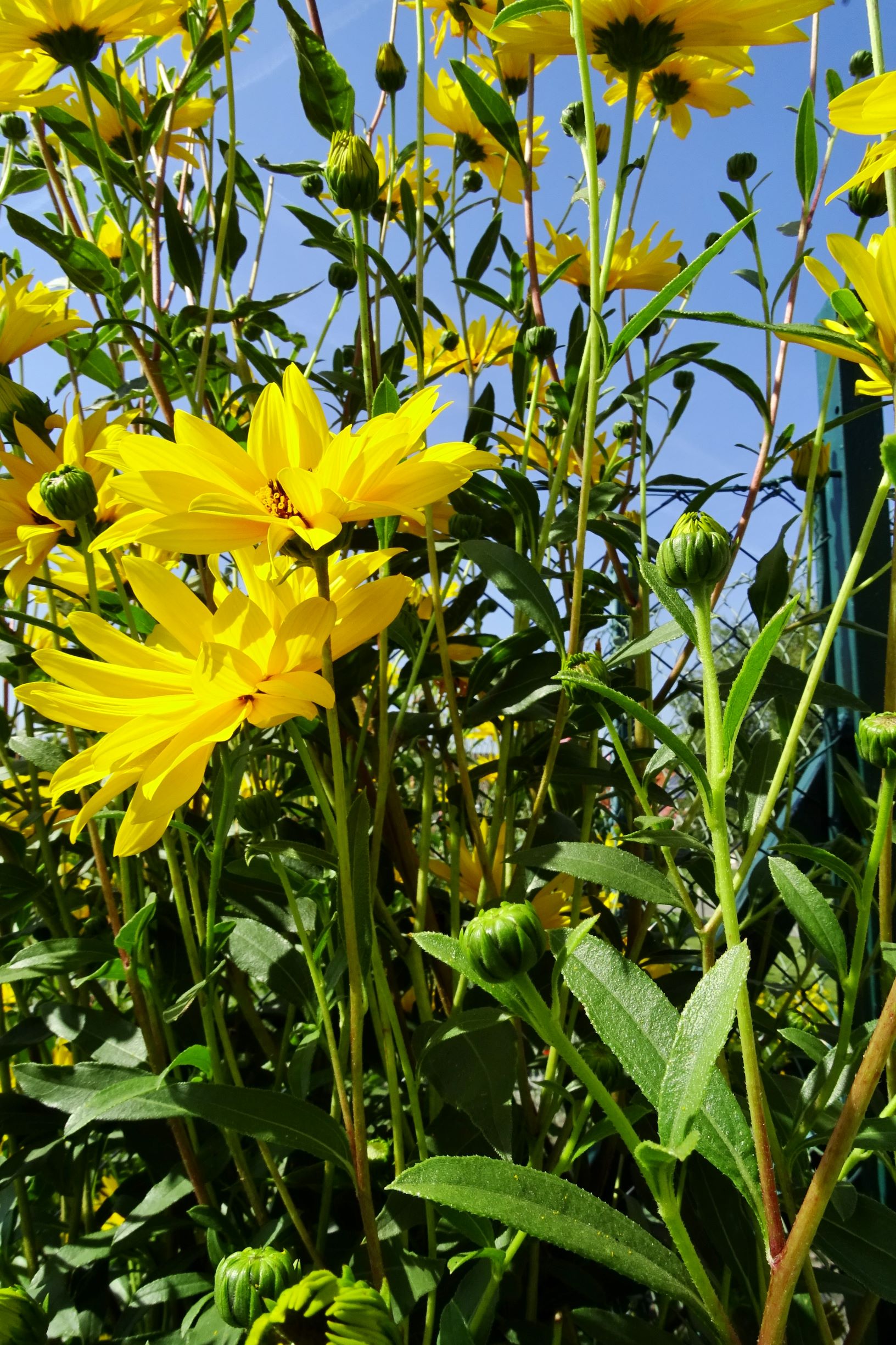 DSC06909 Helianthus cf. x laetiflorus.JPG