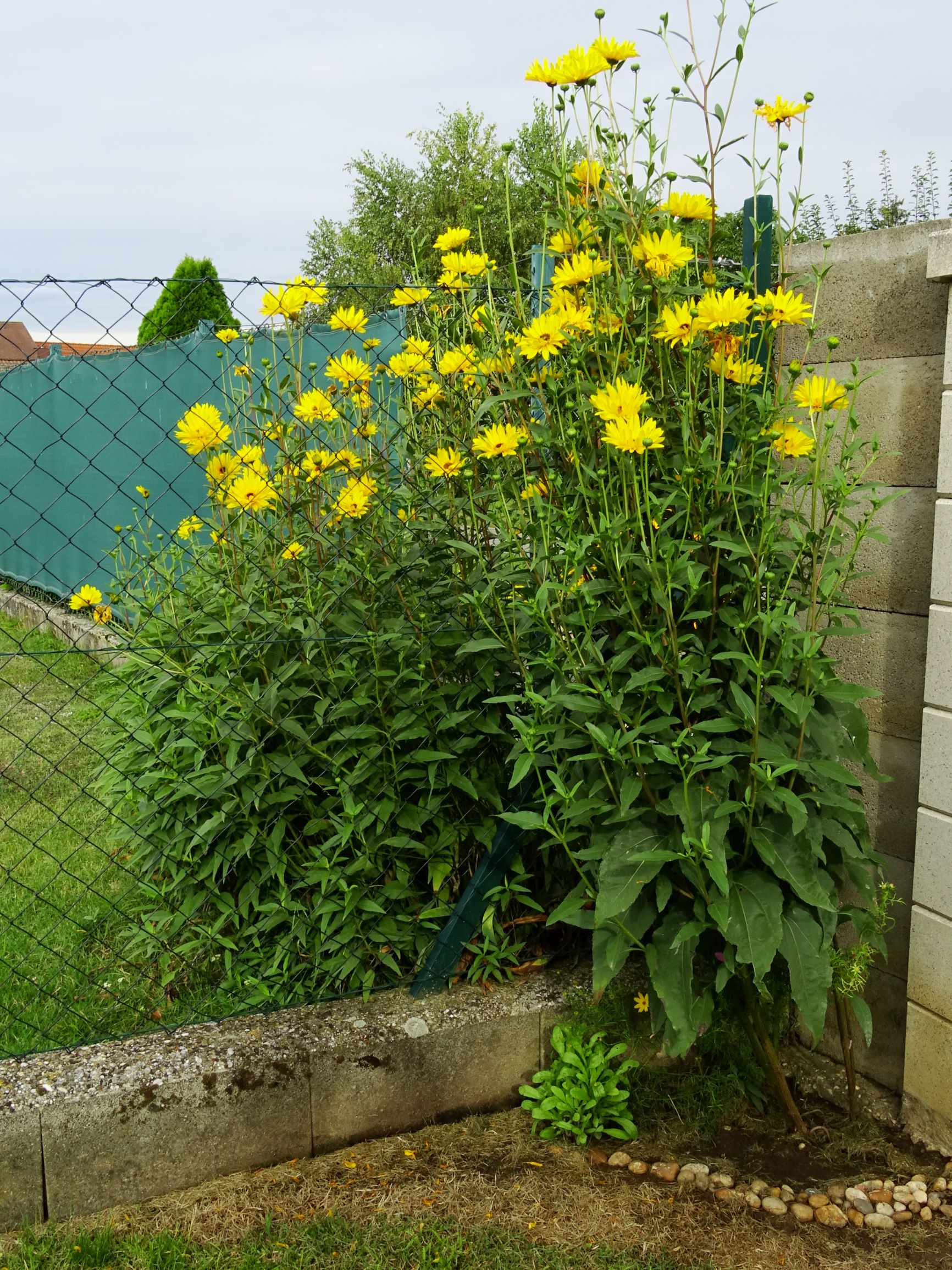 DSC02642 Helianthus cf. x laetiflorus.JPG